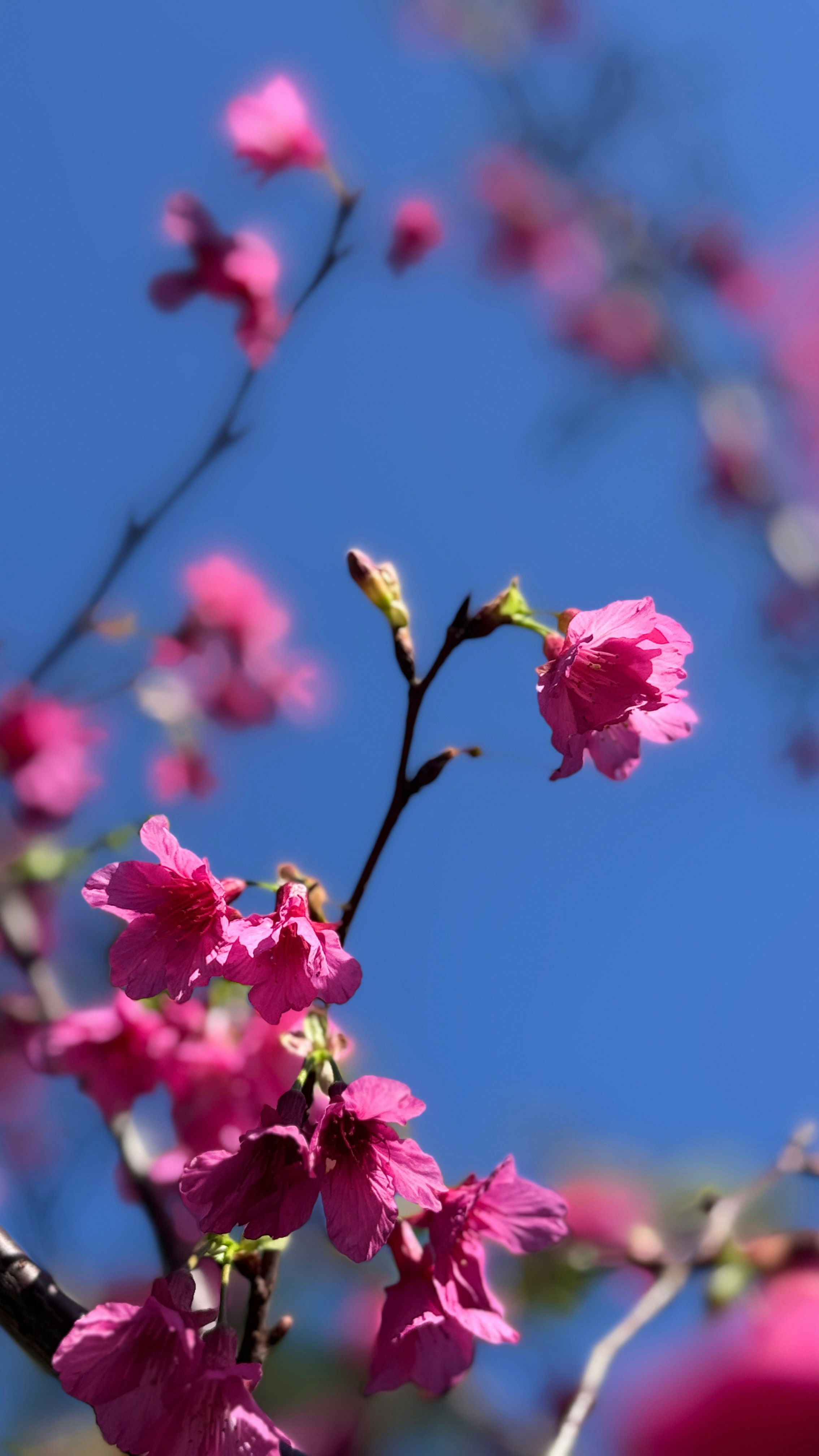 青空に映えるピンクの桜の花