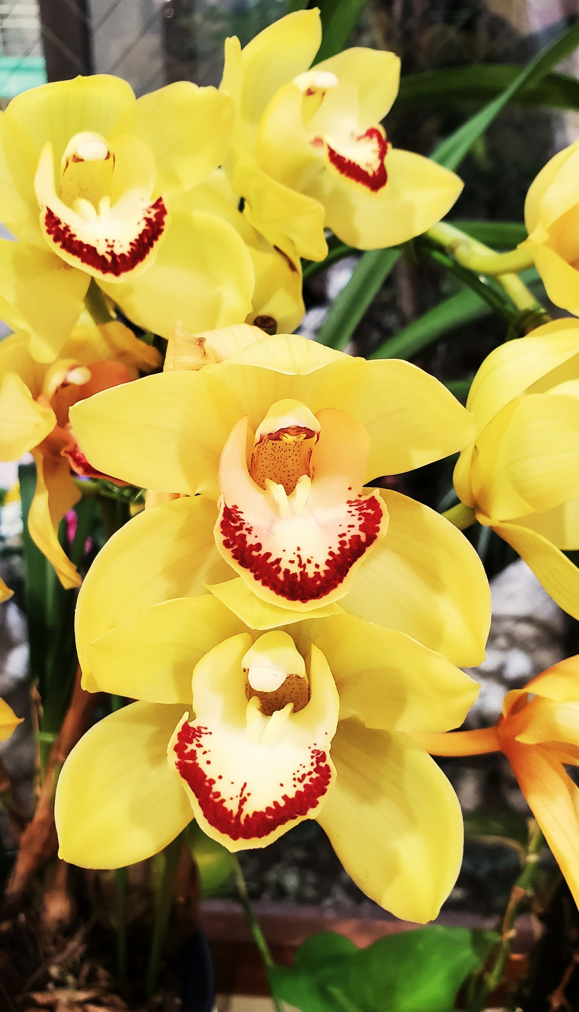 黄色い蘭の花が咲くクローズアップ
