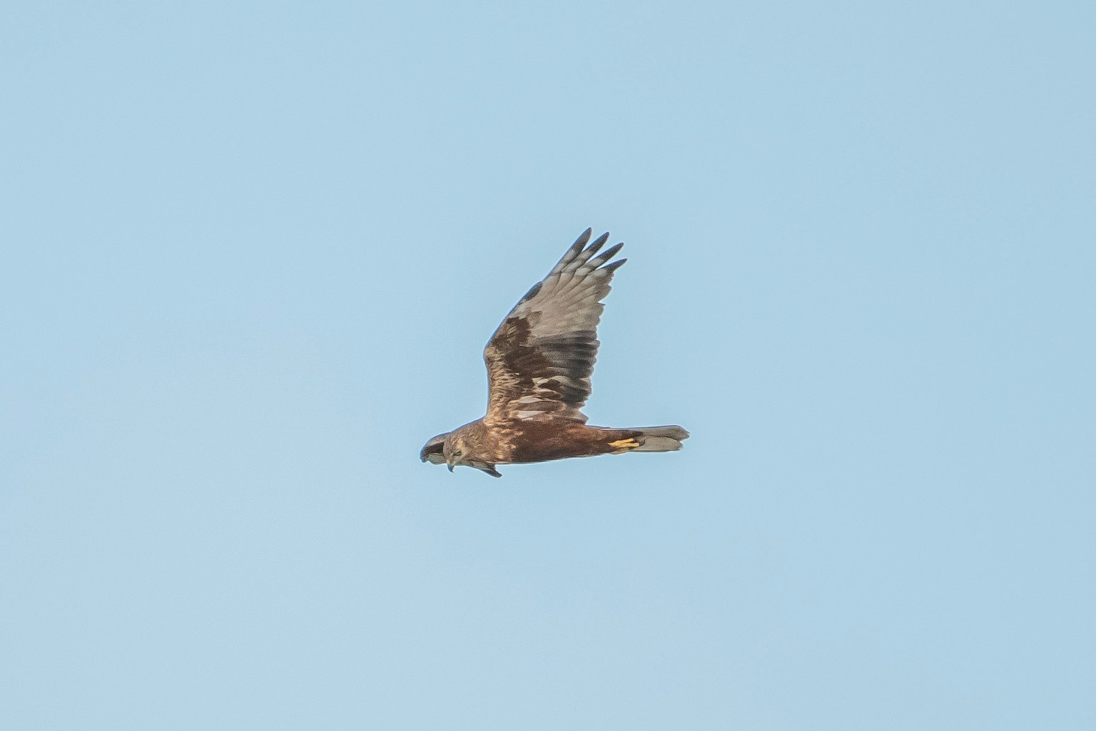 A hawk flying against a blue sky