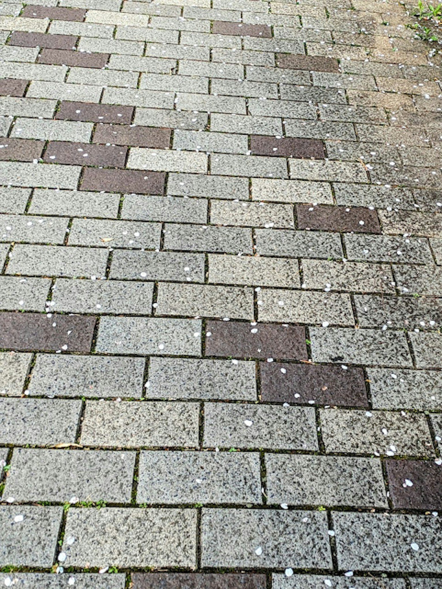 鋪面的步道，帶有圖案的石頭和散落的花瓣