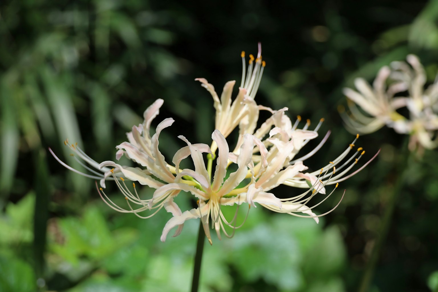 Primo piano di un fiore bianco con petali delicati e lunghi stami su uno sfondo verde