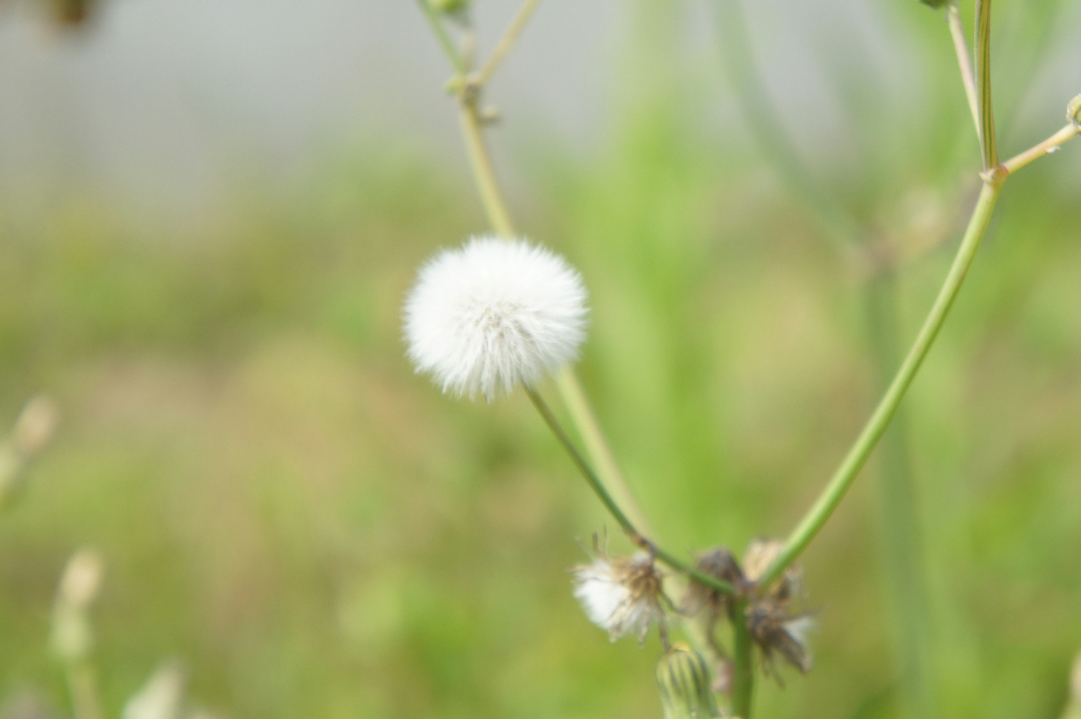 春の草むらに咲く綿毛のタンポポ