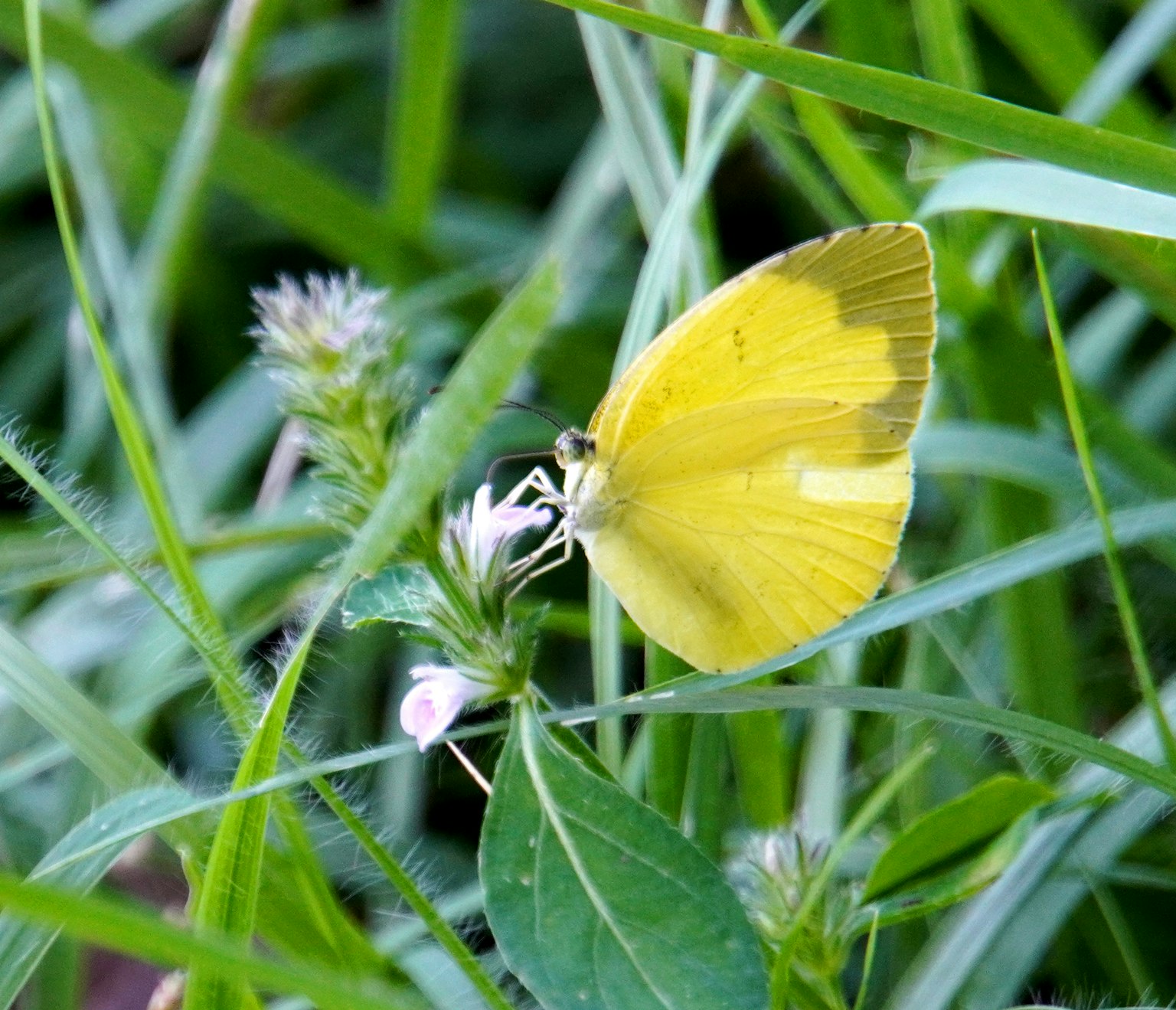 Ein gelbes Schmetterling sitzt auf einer weißen Blume im grünen Gras