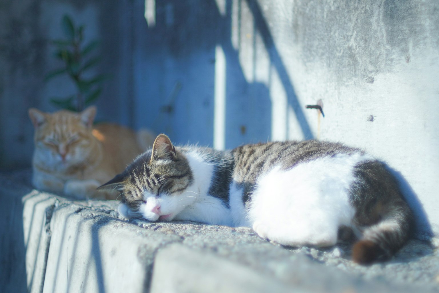 Due gatti che dormono su una superficie di cemento Un gatto ha un motivo bianco e marrone mentre l'altro è arancione