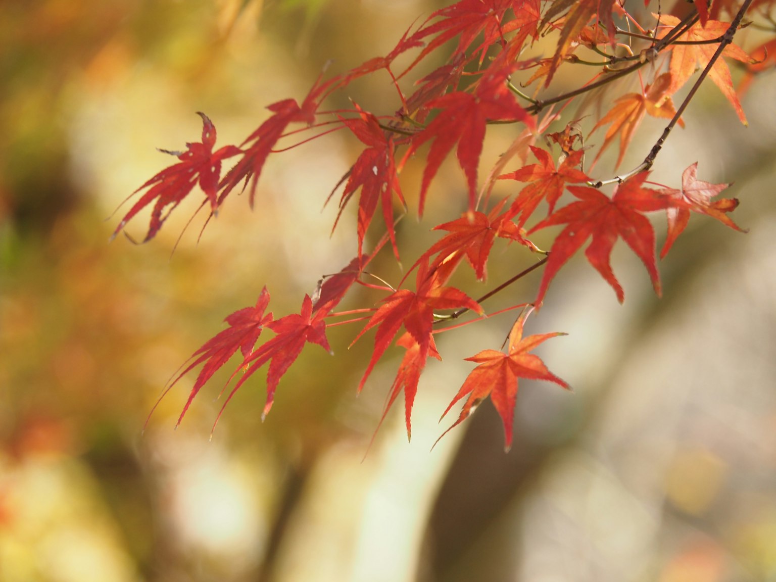 Foglie di acero rosse vivaci che ondeggiano su uno sfondo autunnale sfocato