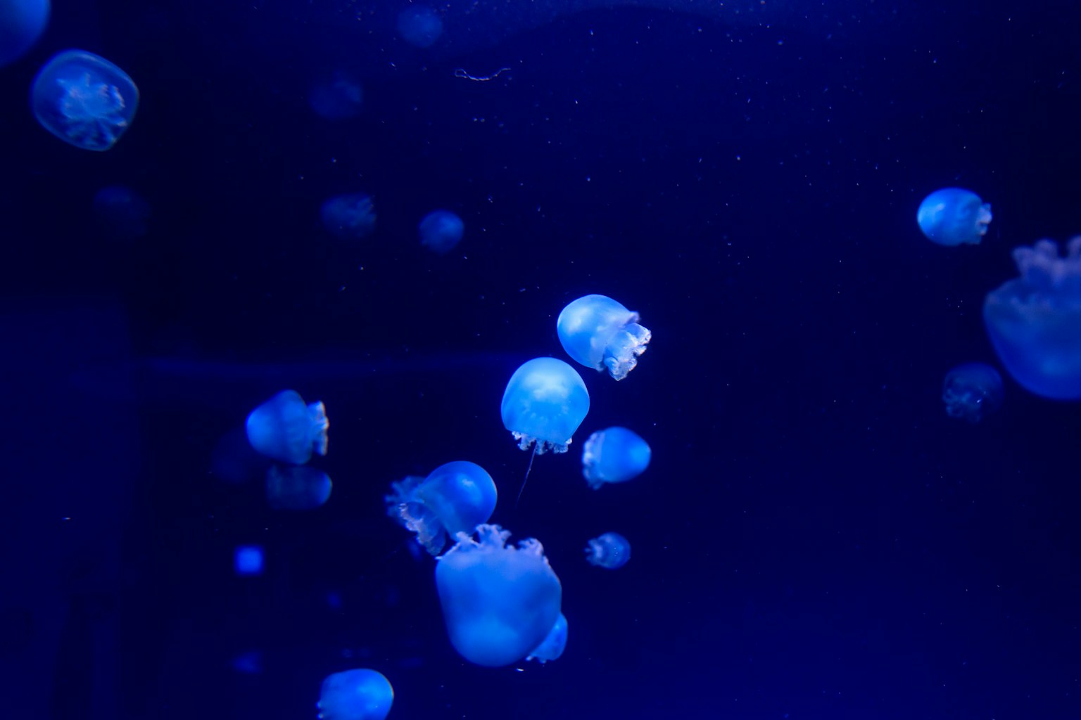 Eine Gruppe von Quallen, die im blauen Wasser schwimmen