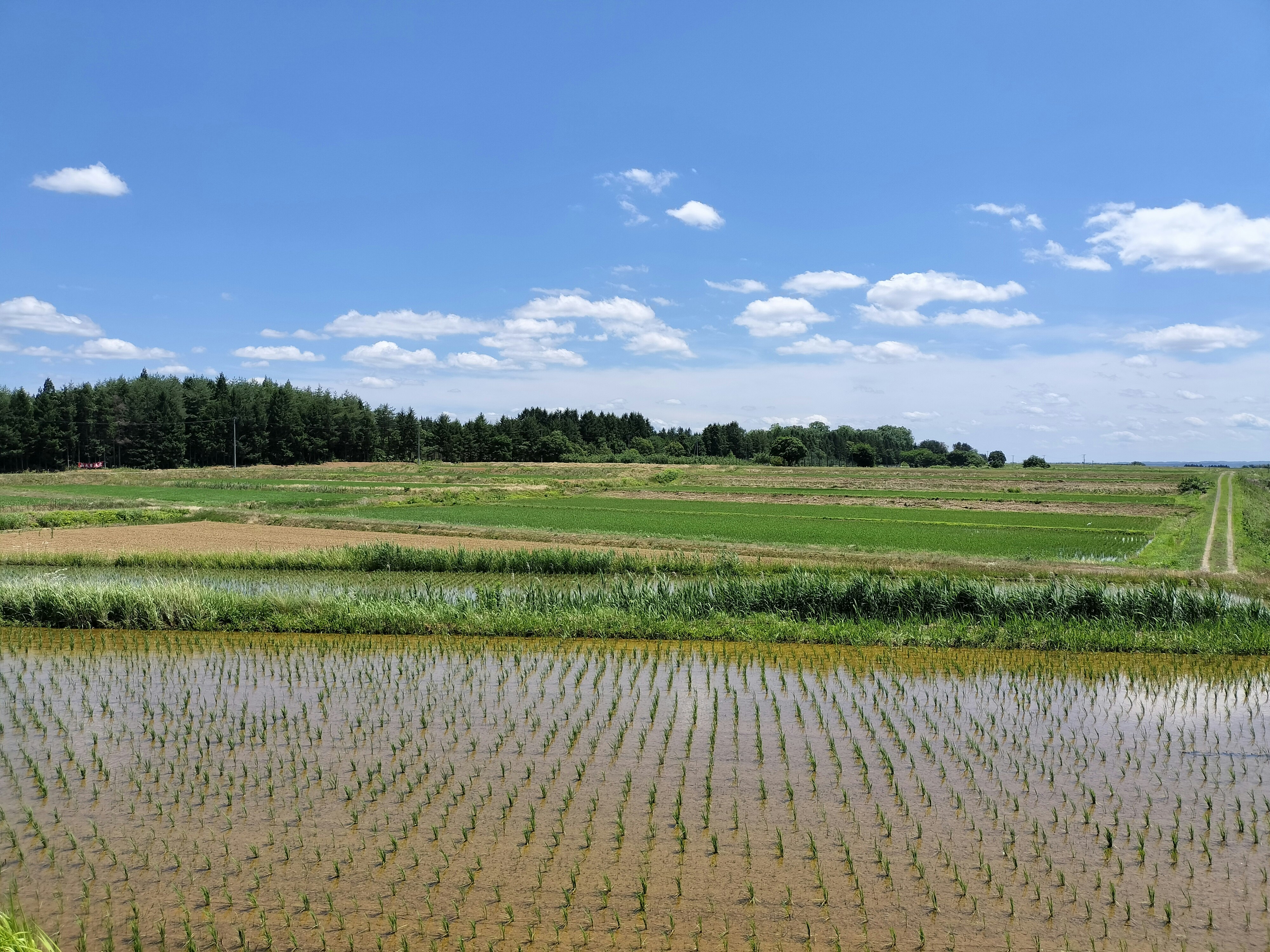 初夏乡村田野与水田景观