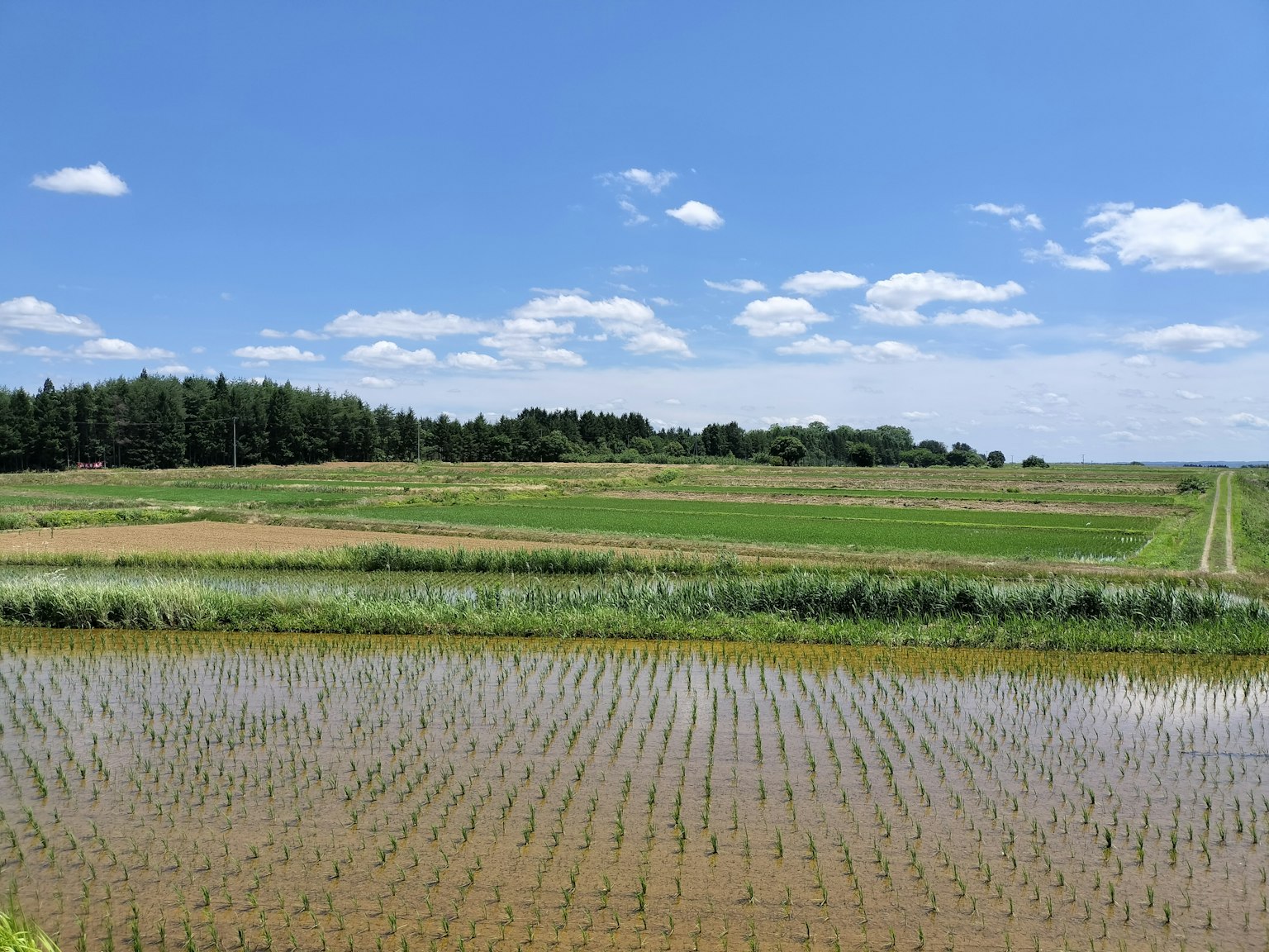 藍天白雲下的稻田風景 綠色稻田和水面反射