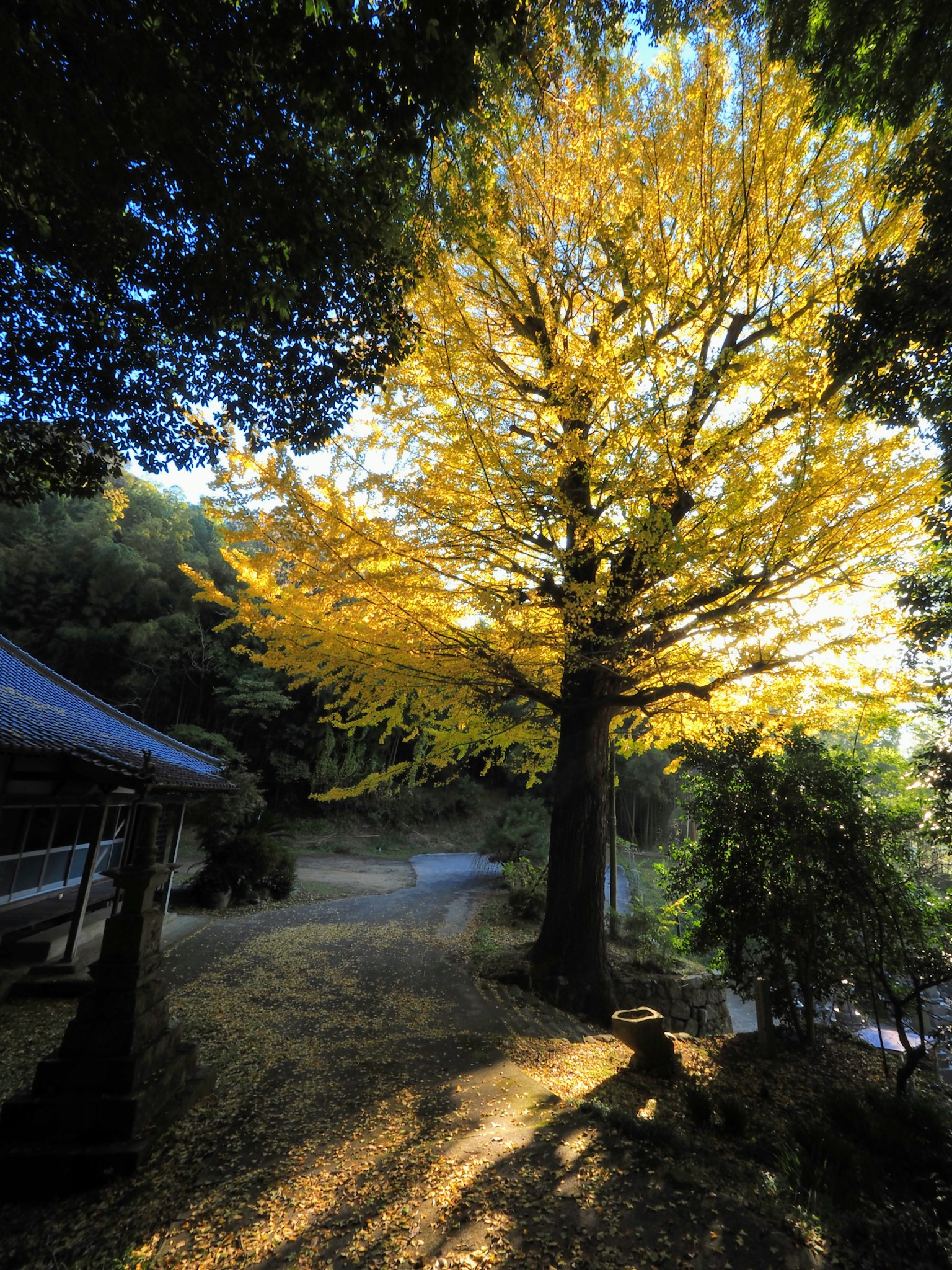 Un bell'albero con foglie gialle e un sentiero sereno