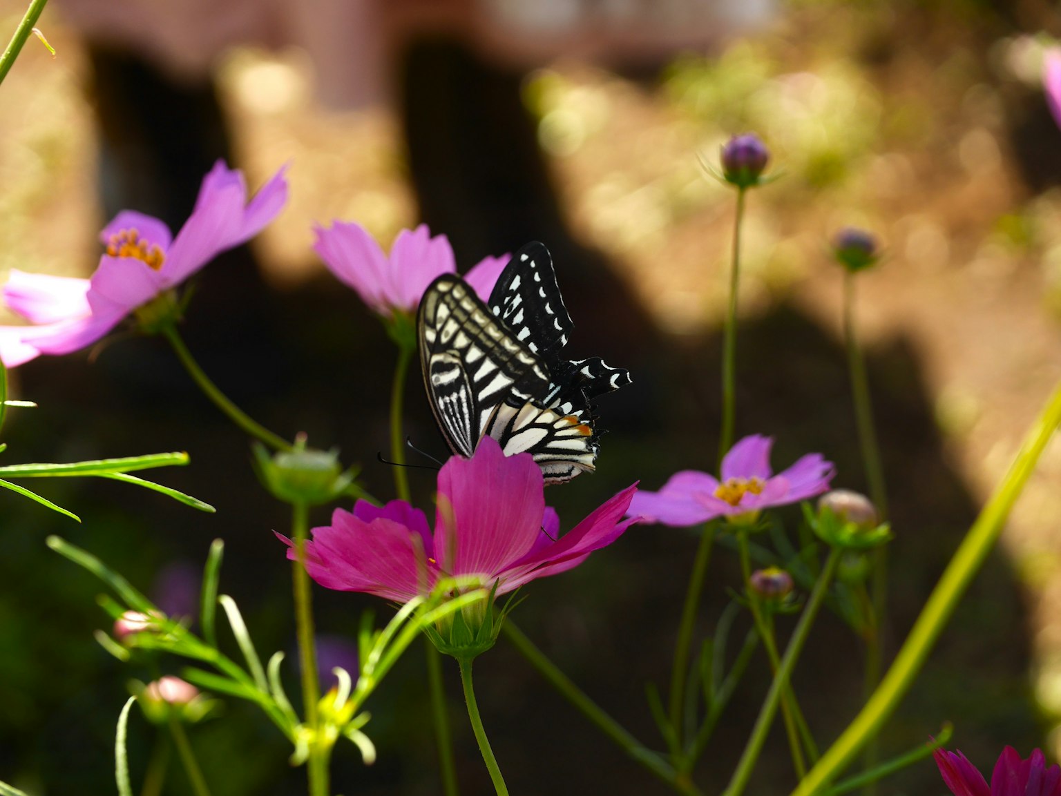 Un papillon posé sur des fleurs roses dans un jardin vibrant