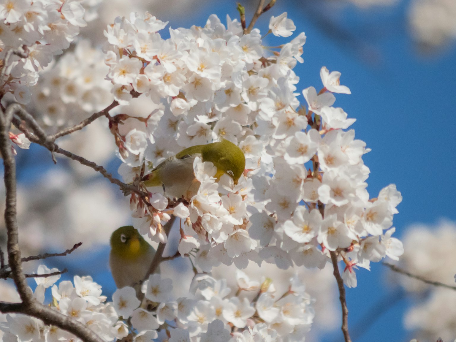 Two small birds among cherry blossoms against a blue sky