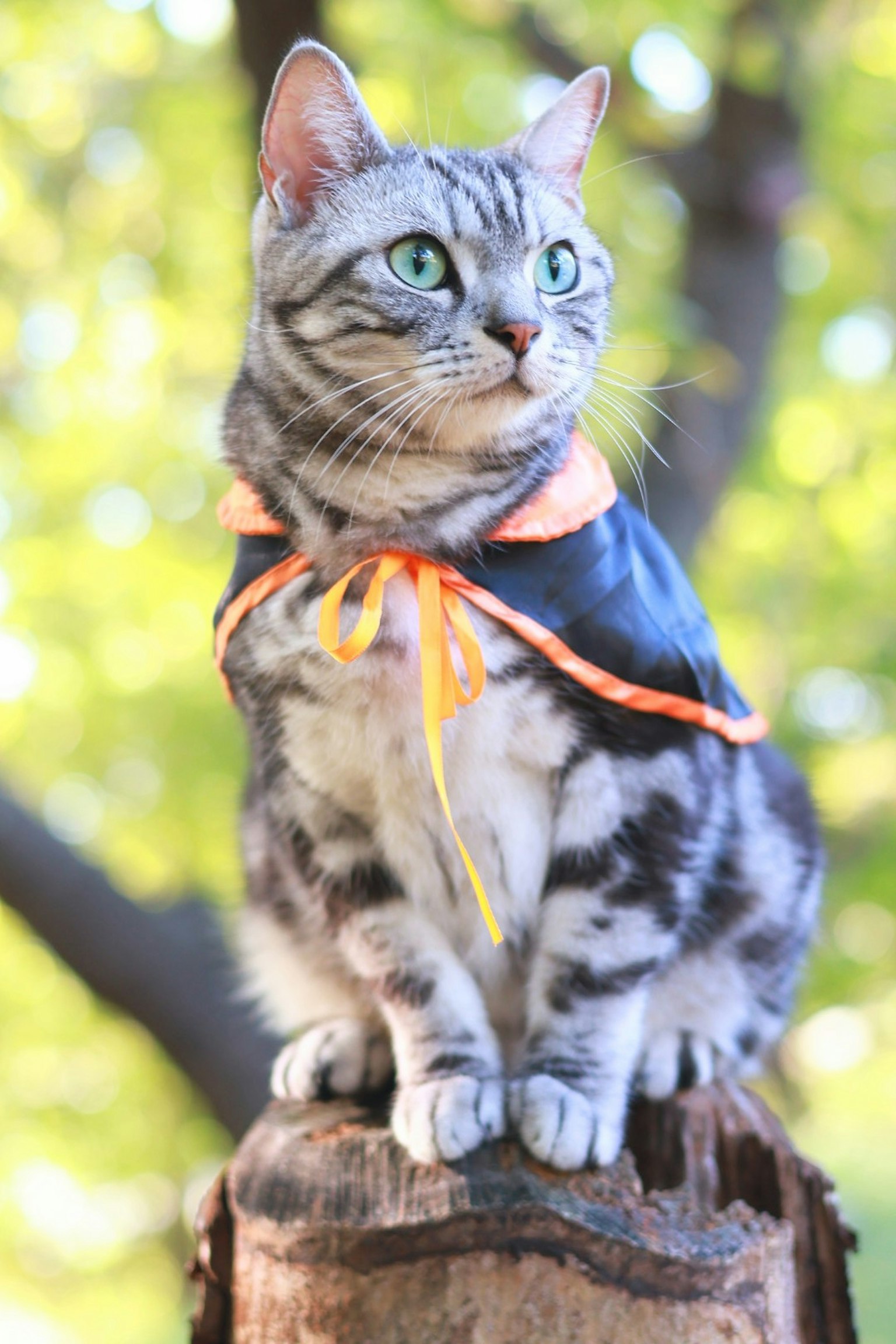 Kucing abu-abu mengenakan jubah hitam duduk di atas kayu