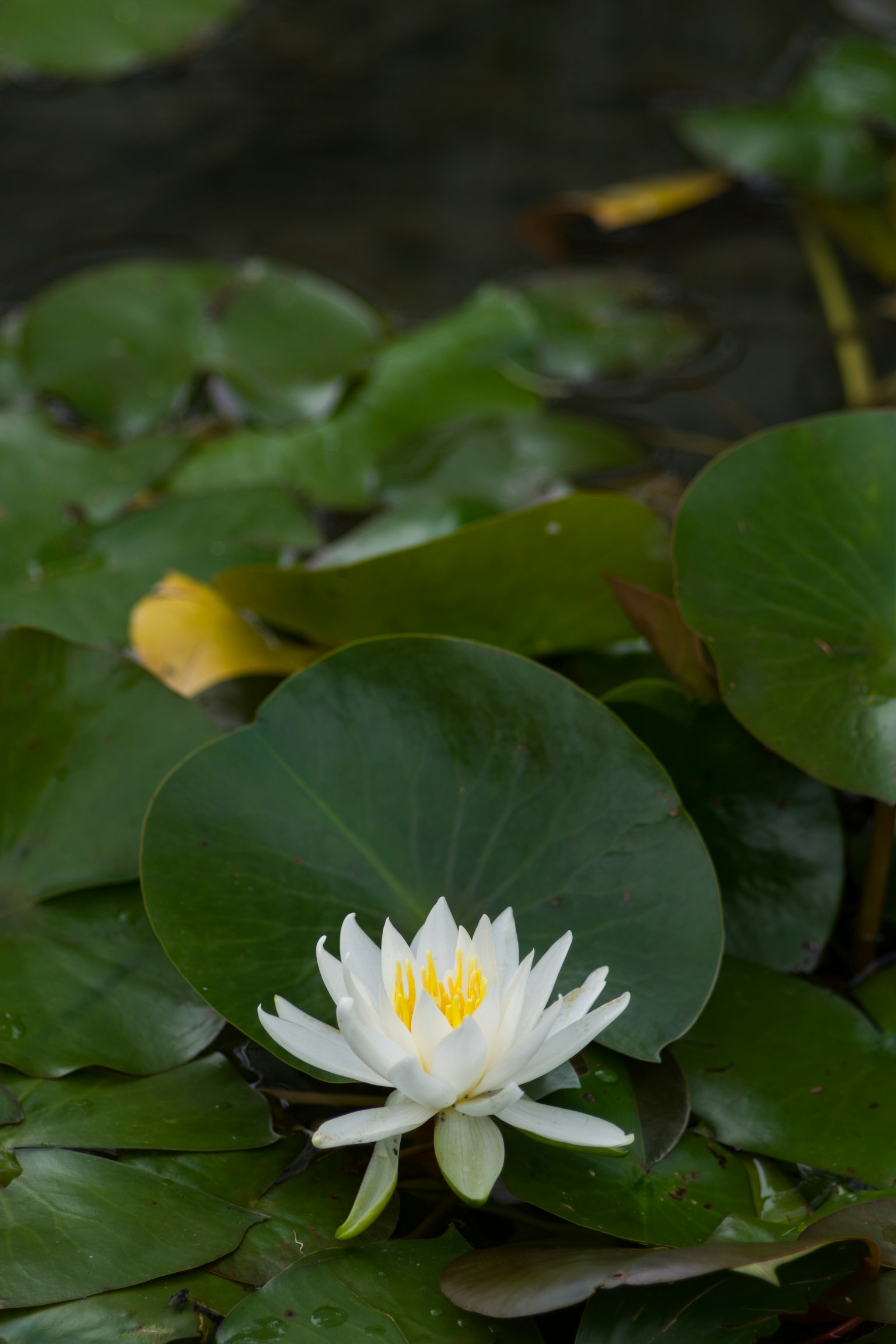 Weißes Wasserlilienblüten auf der Wasseroberfläche umgeben von grünen Blättern
