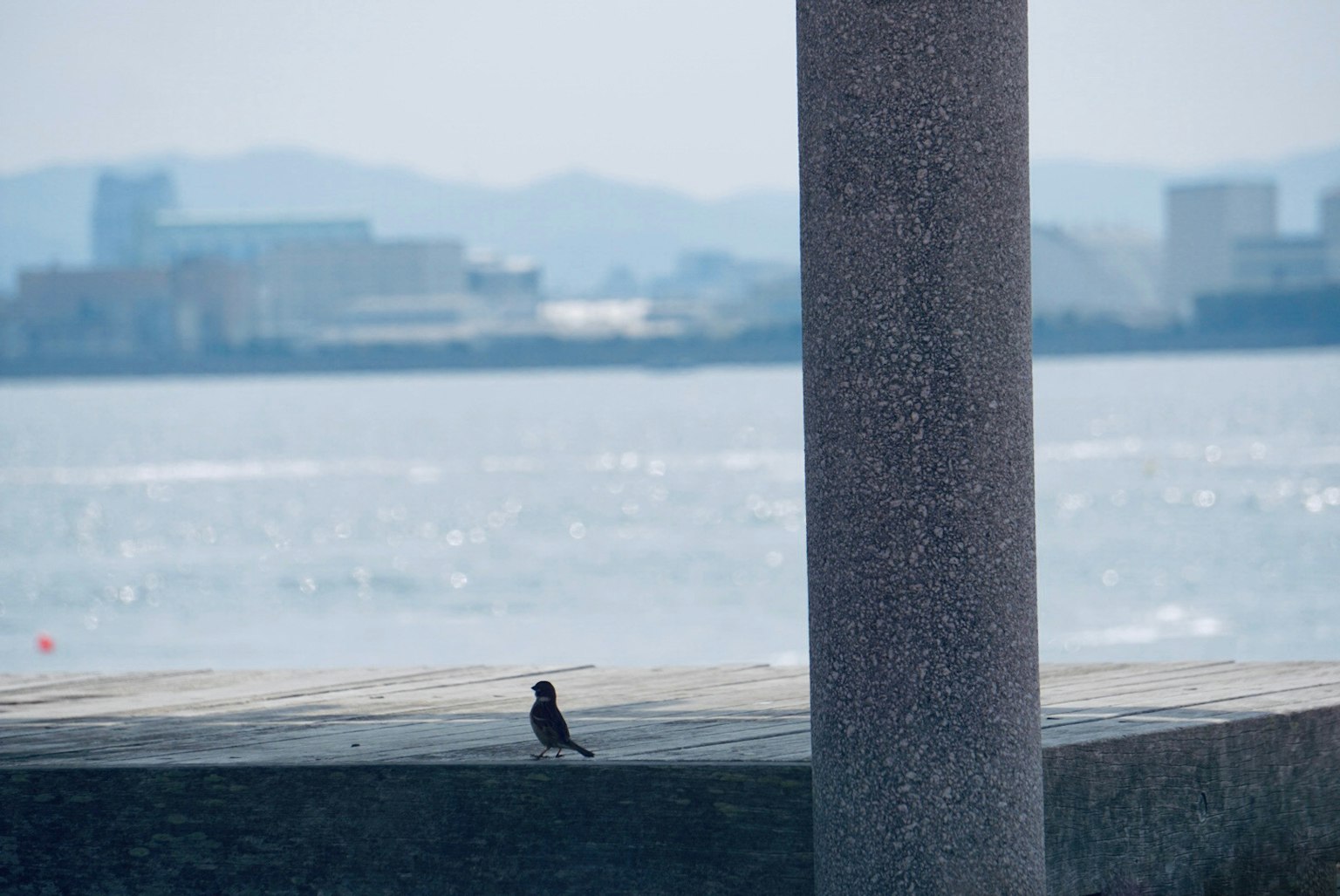 Un petit oiseau debout sur une surface en béton au bord de la mer