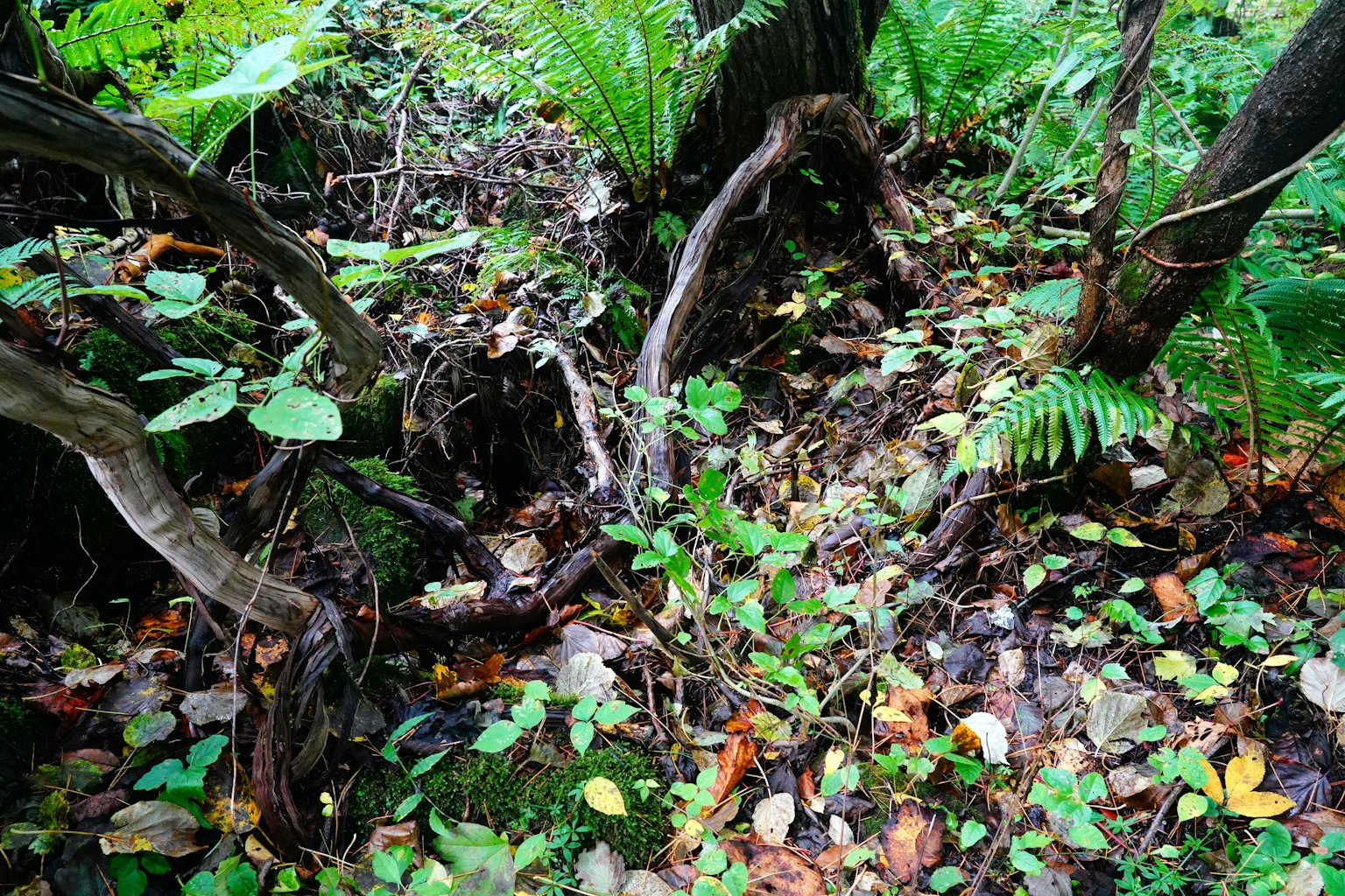 Lantai hutan yang ditutupi daun dan tanaman kecil di antara pohon-pohon