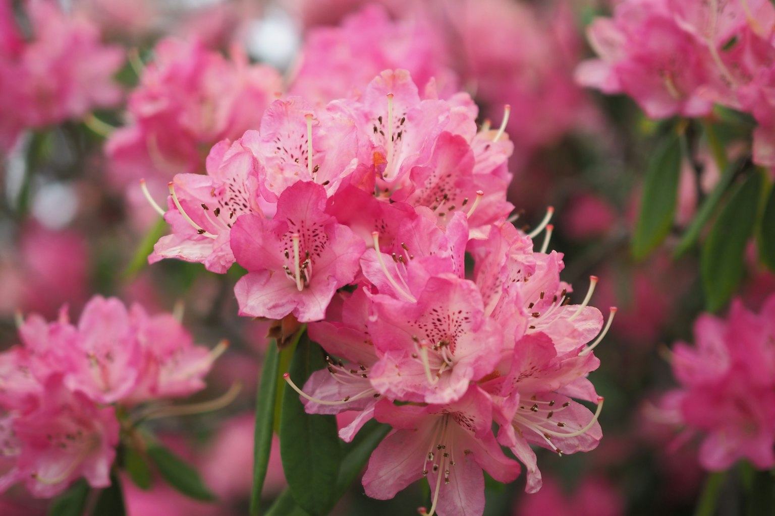 Close-up bunga rhododendron pink yang mekar