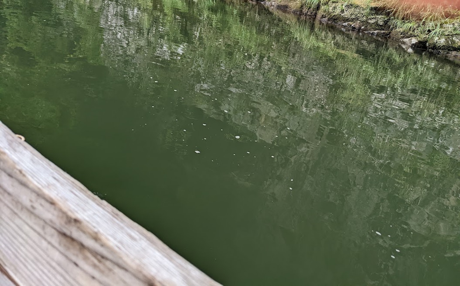 Una vista de agua verde con una barandilla de madera