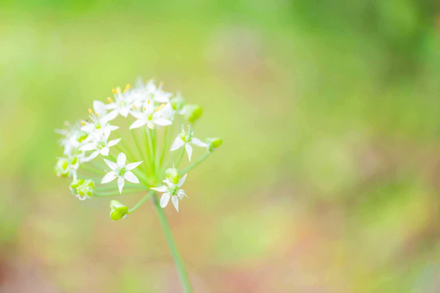 綠色背景上的小白花圖像