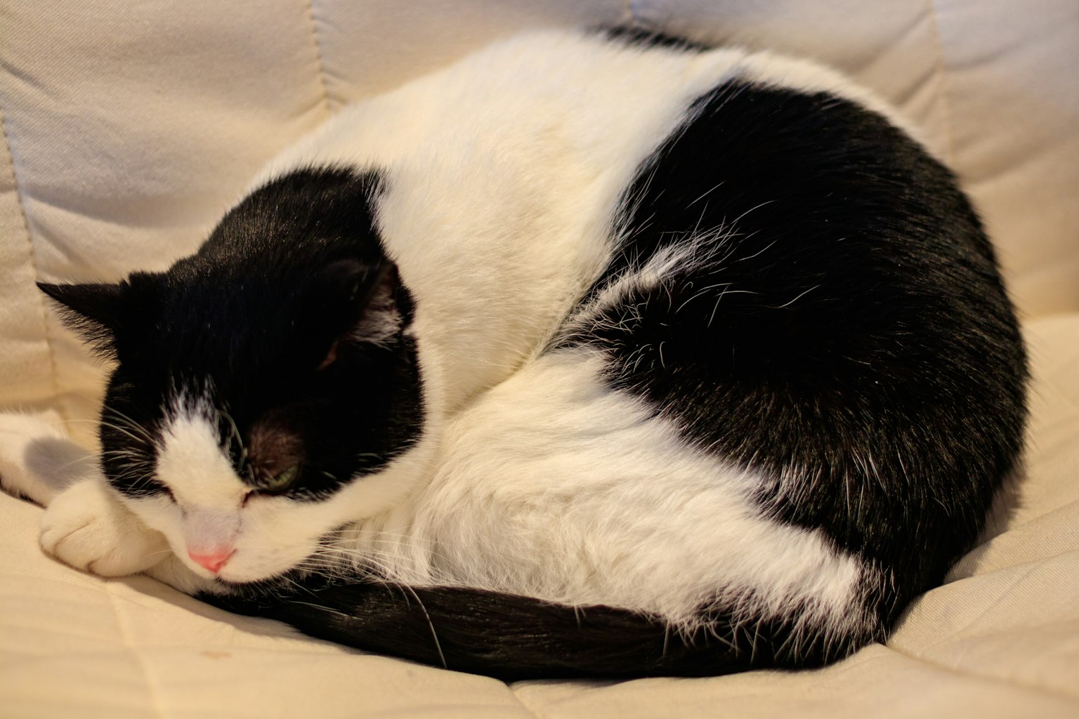 Un gatto bianco e nero rannicchiato che dorme su un divano color crema