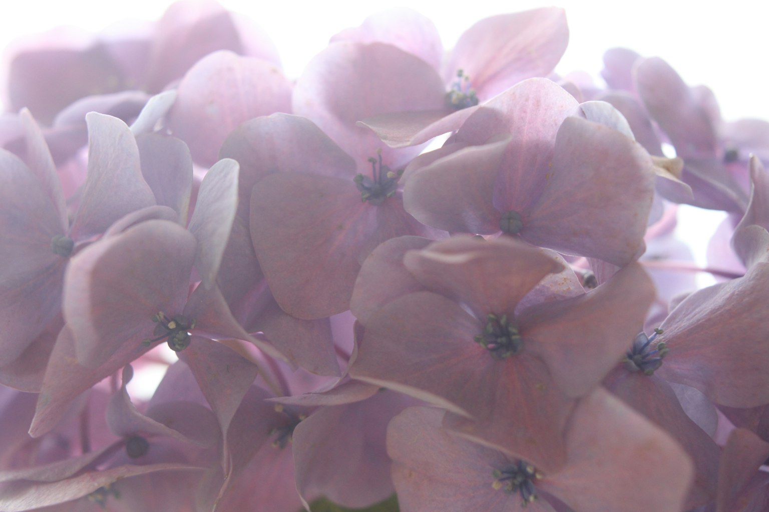 Close-up of beautiful flowers with soft purple petals