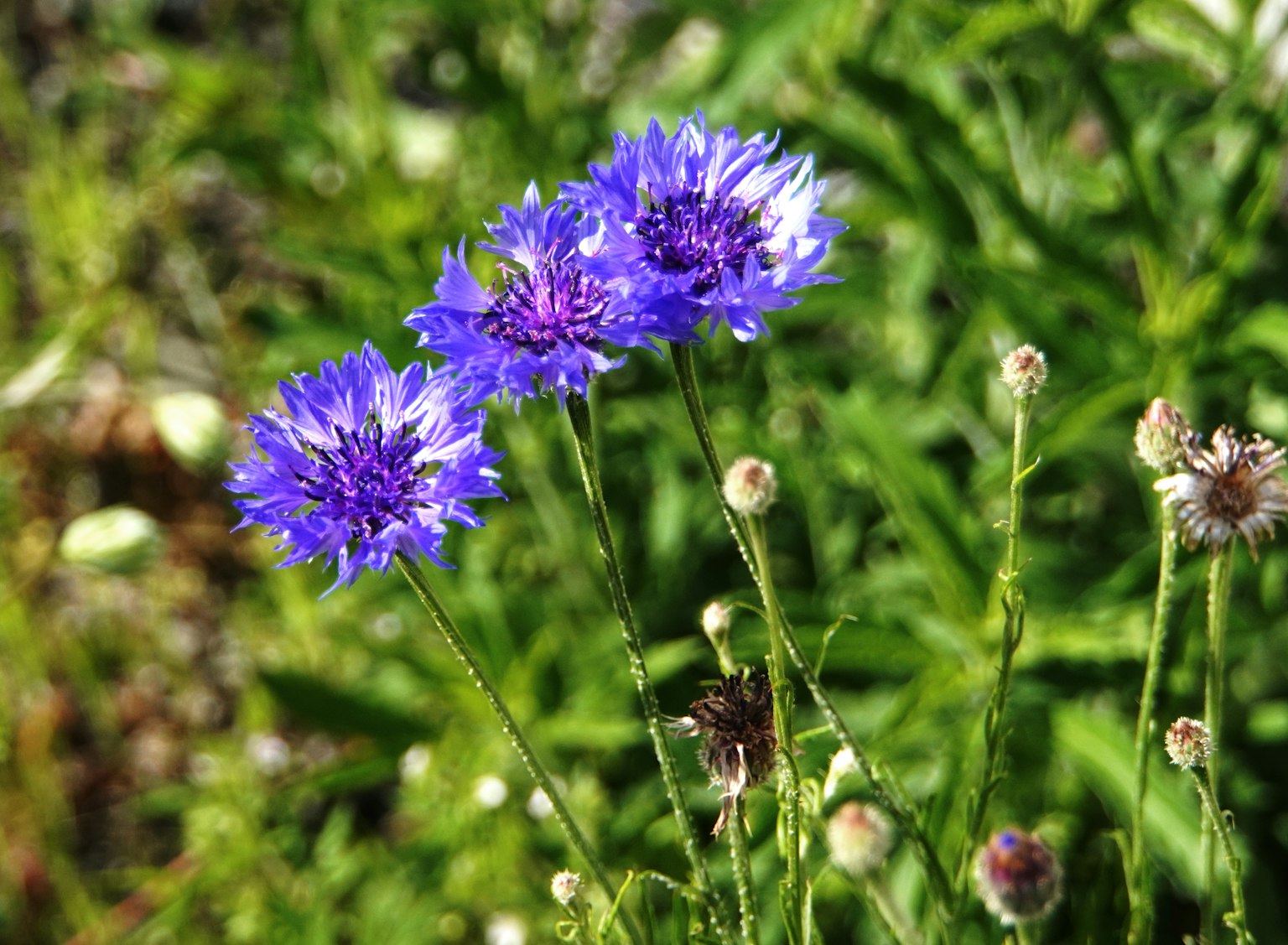 Un gruppo di fiori blu vivaci in un campo verde