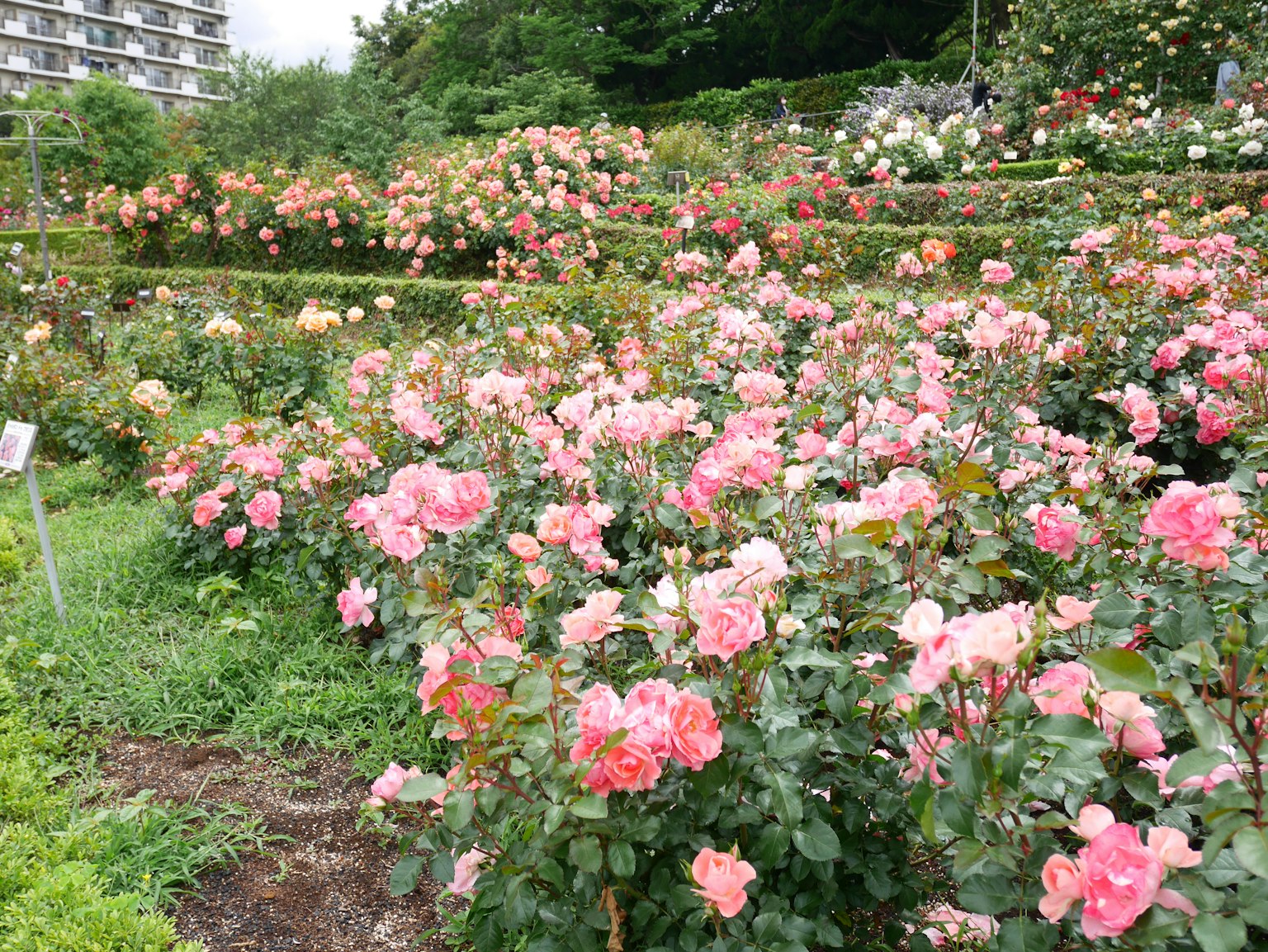 Un jardin vibrant rempli de roses roses en fleurs