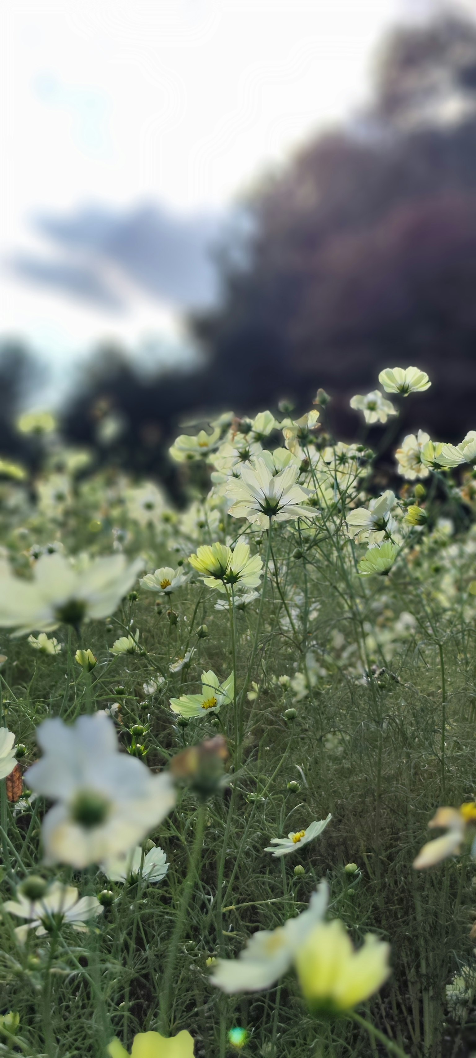 綠色田野中盛開的白色和黃色花朵的風景