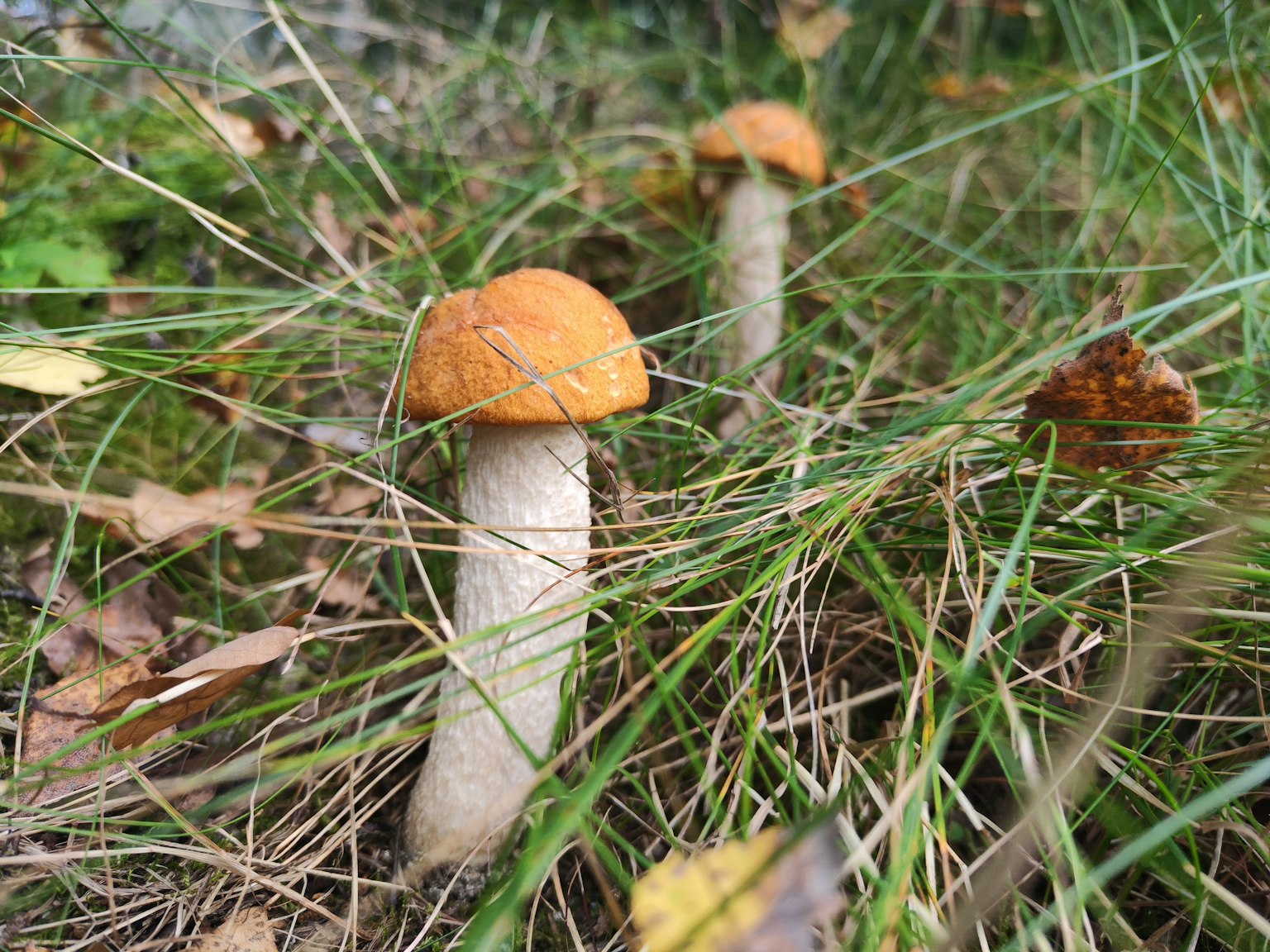 Champignons avec des chapeaux orange poussant dans l'herbe verte