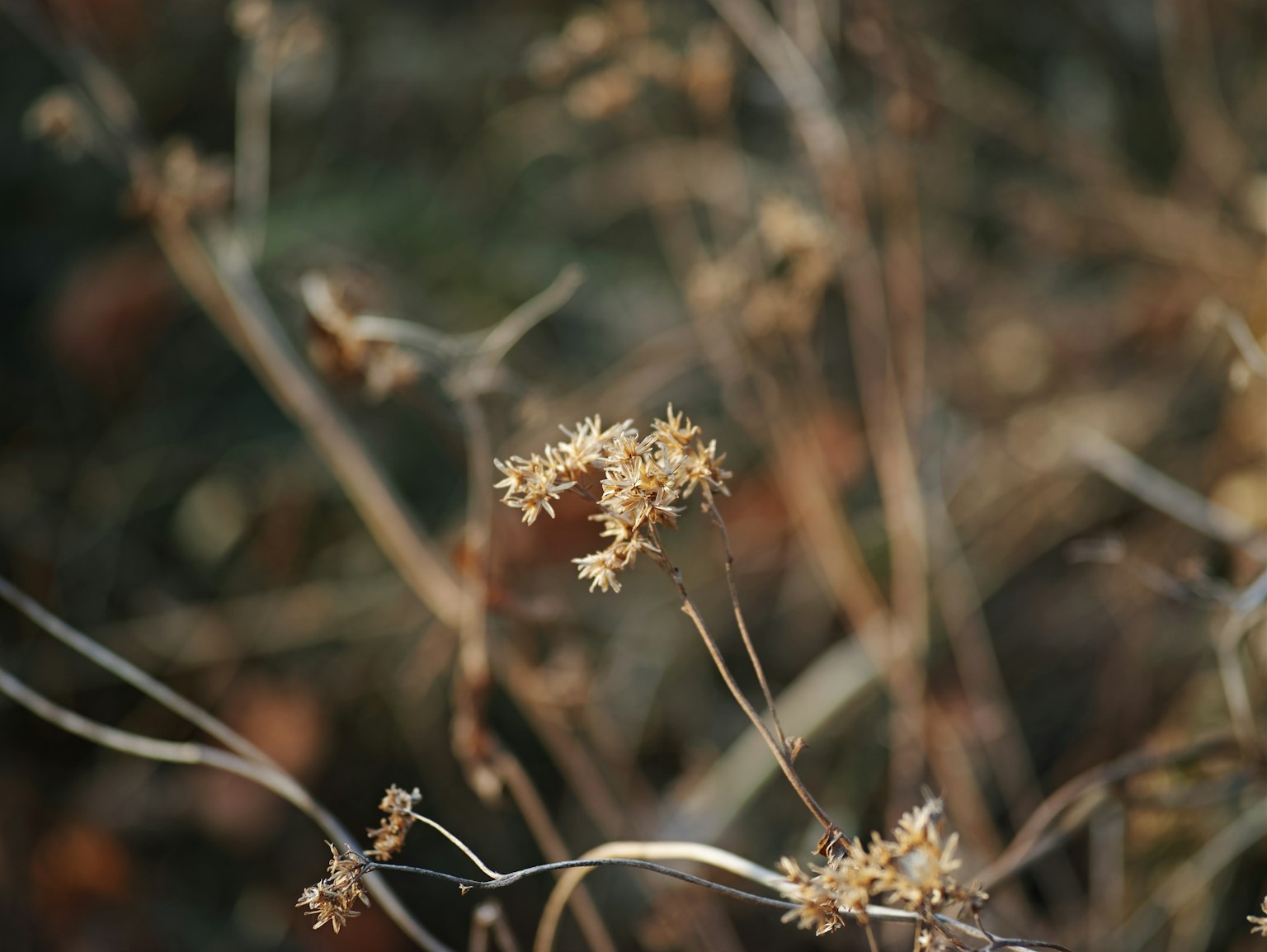 Una escena natural con tallos de plantas secas y pequeñas flores