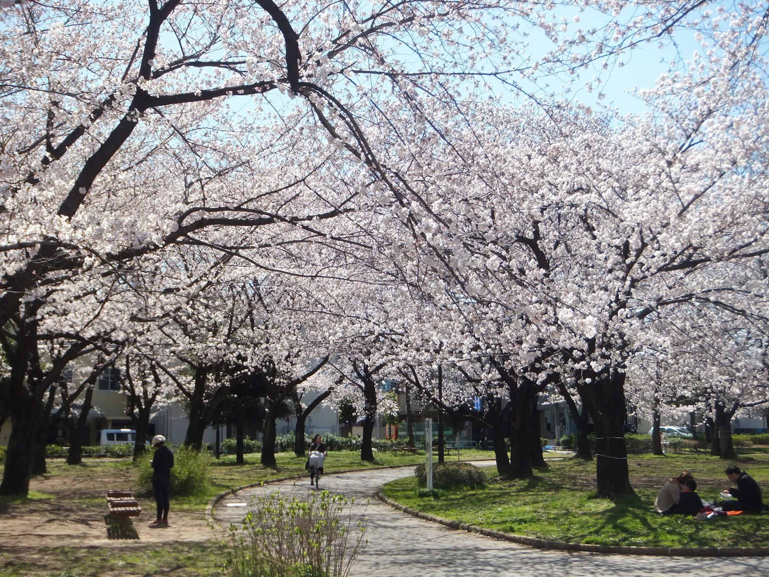 A park scene featuring blooming cherry blossom trees people walking along a path
