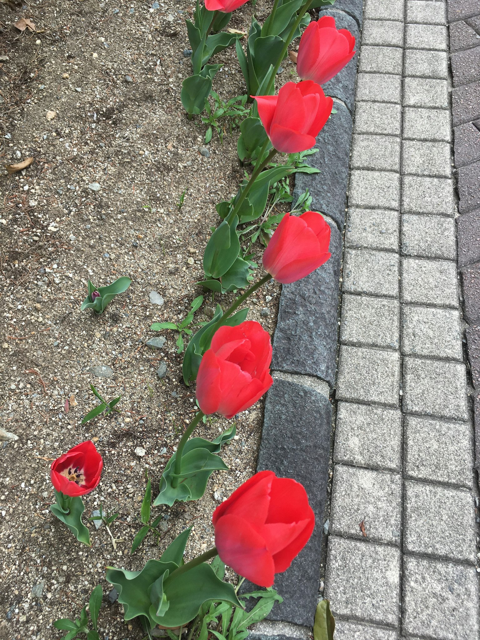 Fila di tulipani rossi lungo un sentiero