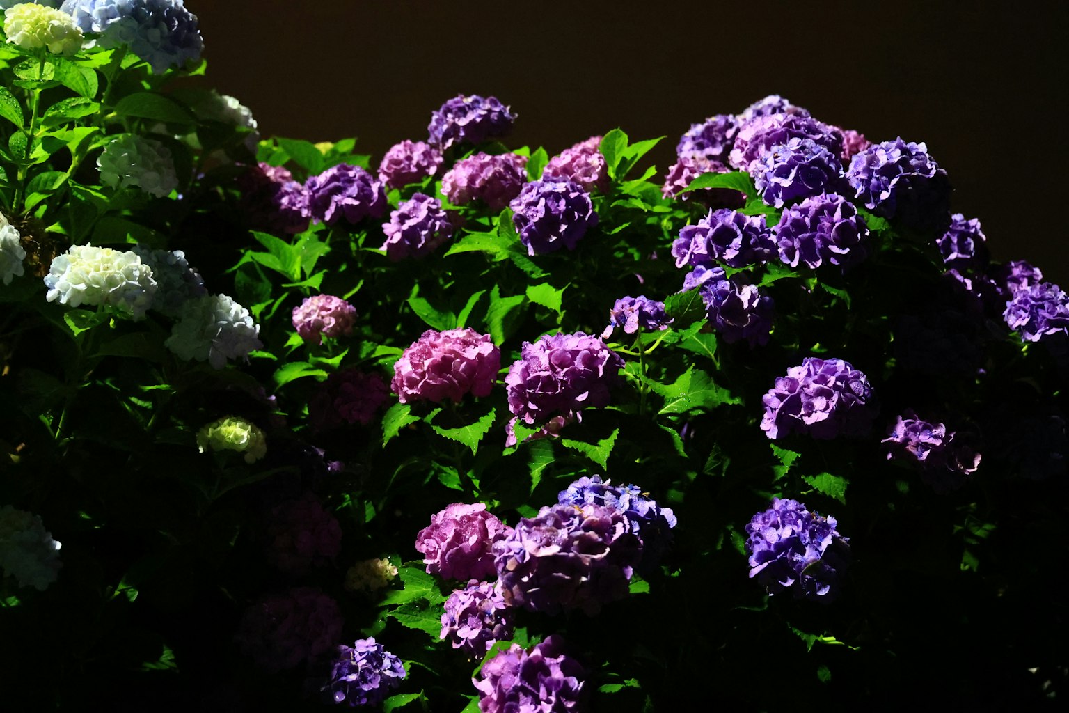 Flores de hortensia en tonos morados y blancos con hojas verdes