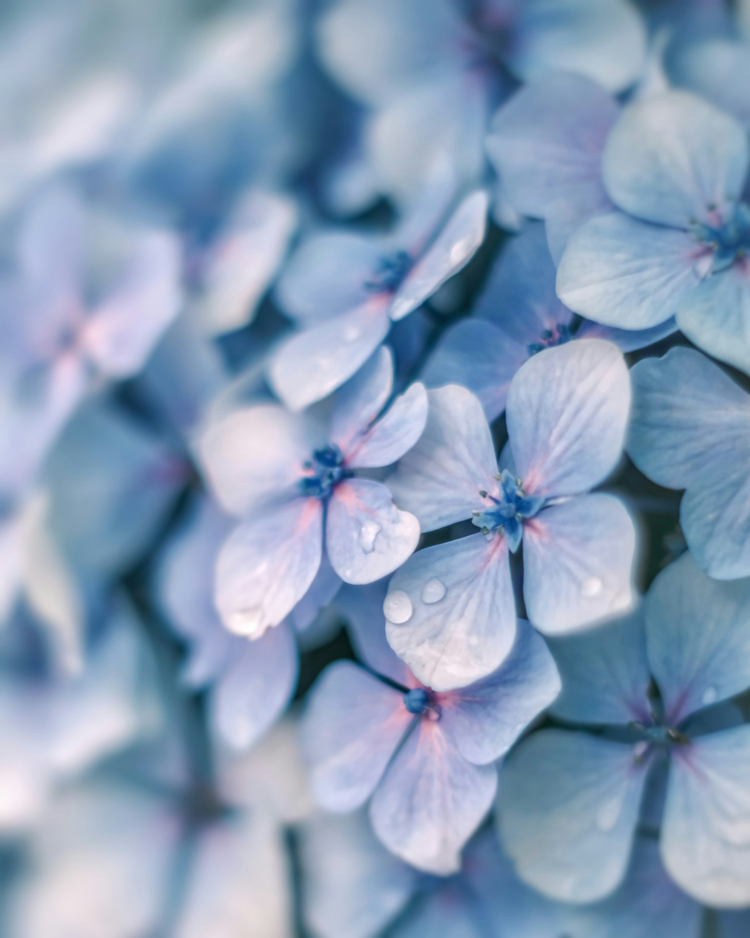 Petali di ortensia blu adornati da gocce d'acqua