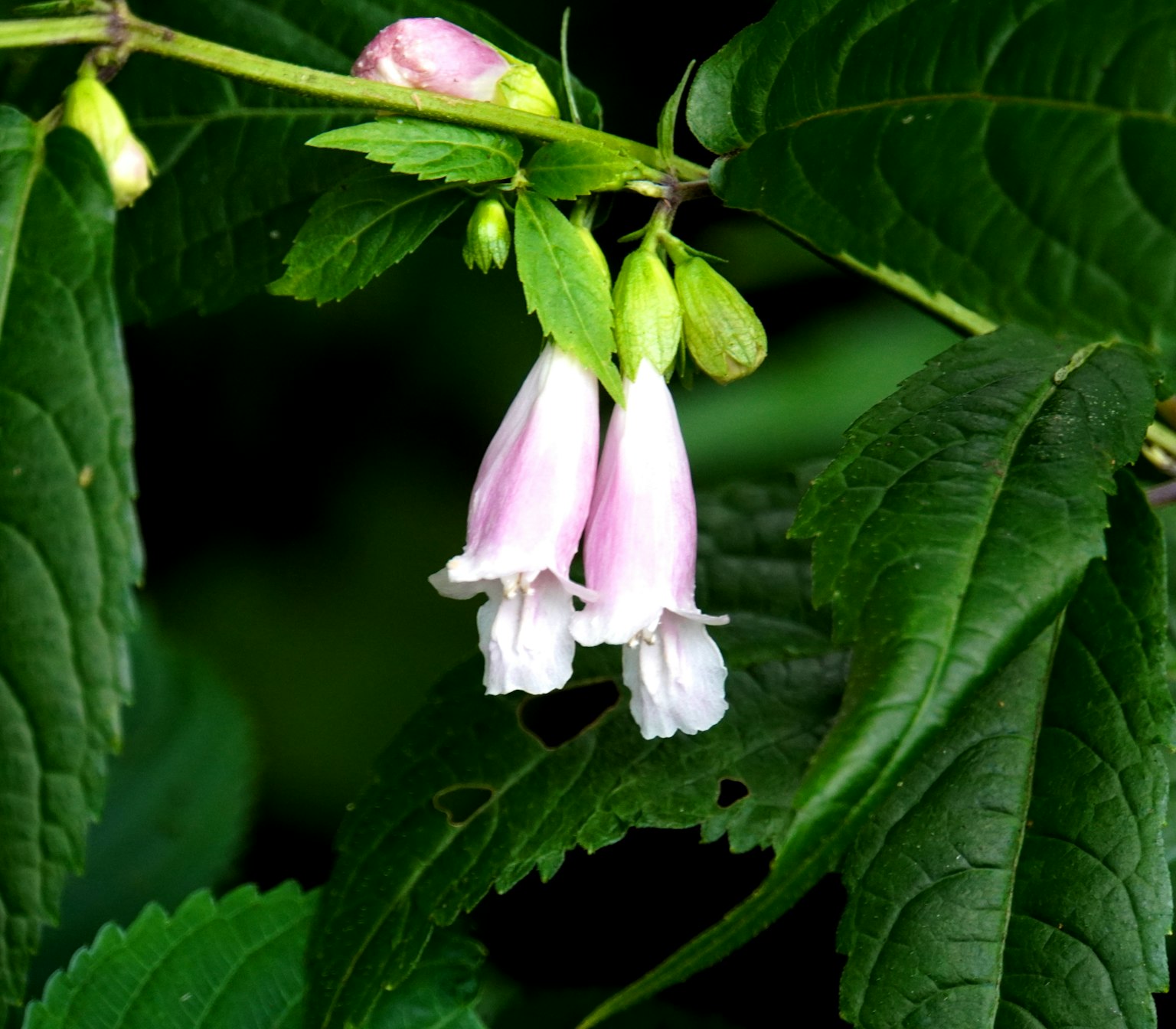 Kumpulan bunga pink di antara daun hijau