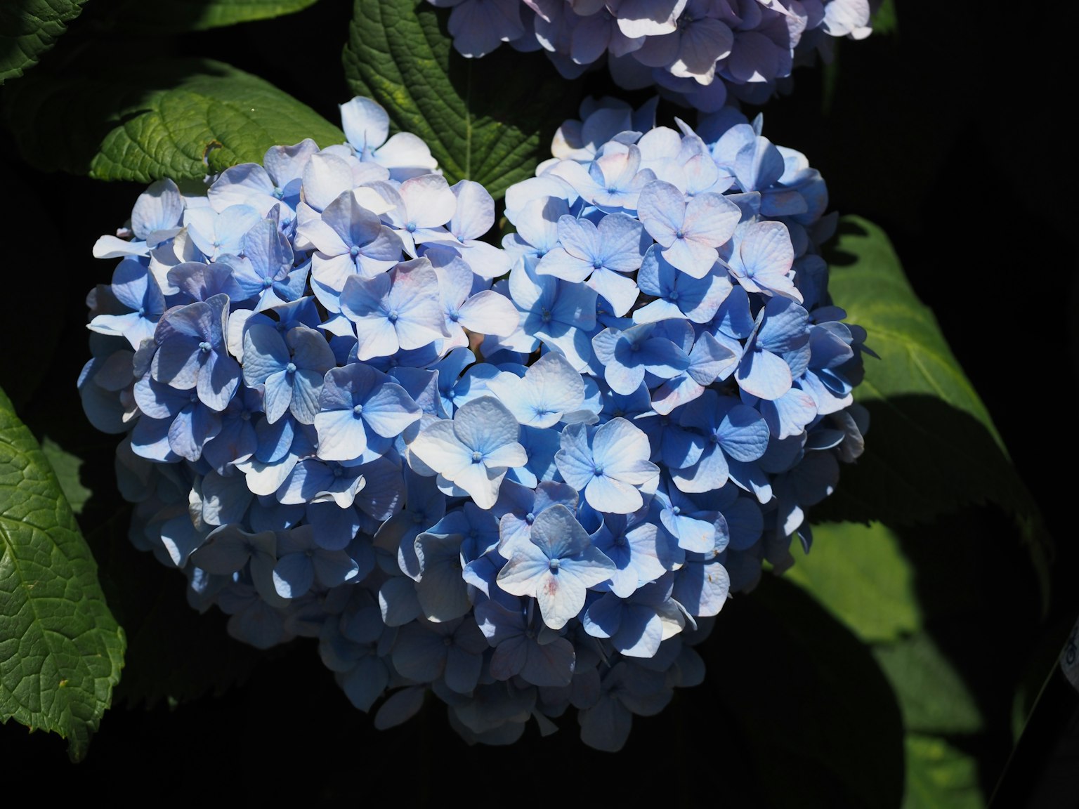 Une fleur d'hortensia bleue mise en valeur parmi des feuilles vertes