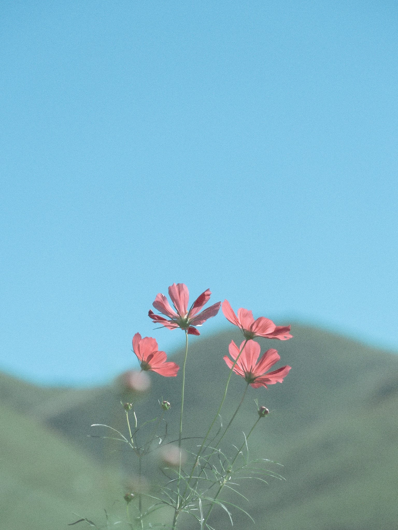 青空の下に咲くピンクの花々と緑の山々
