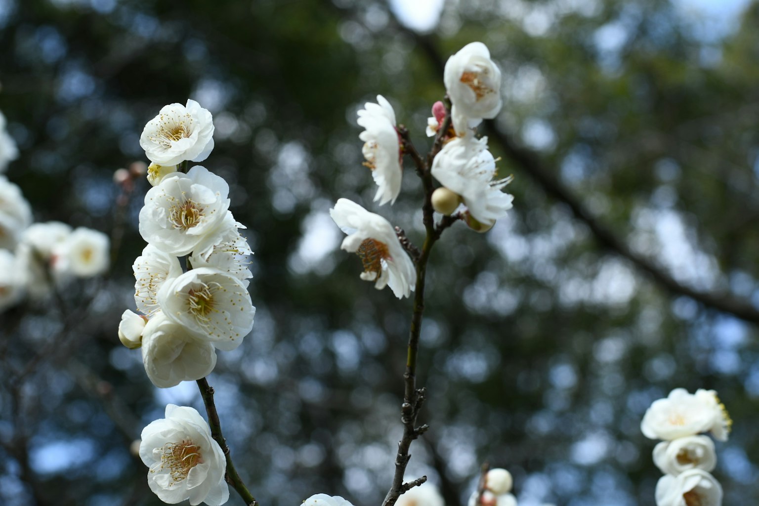 梅树枝的特写，盛开着白色花朵