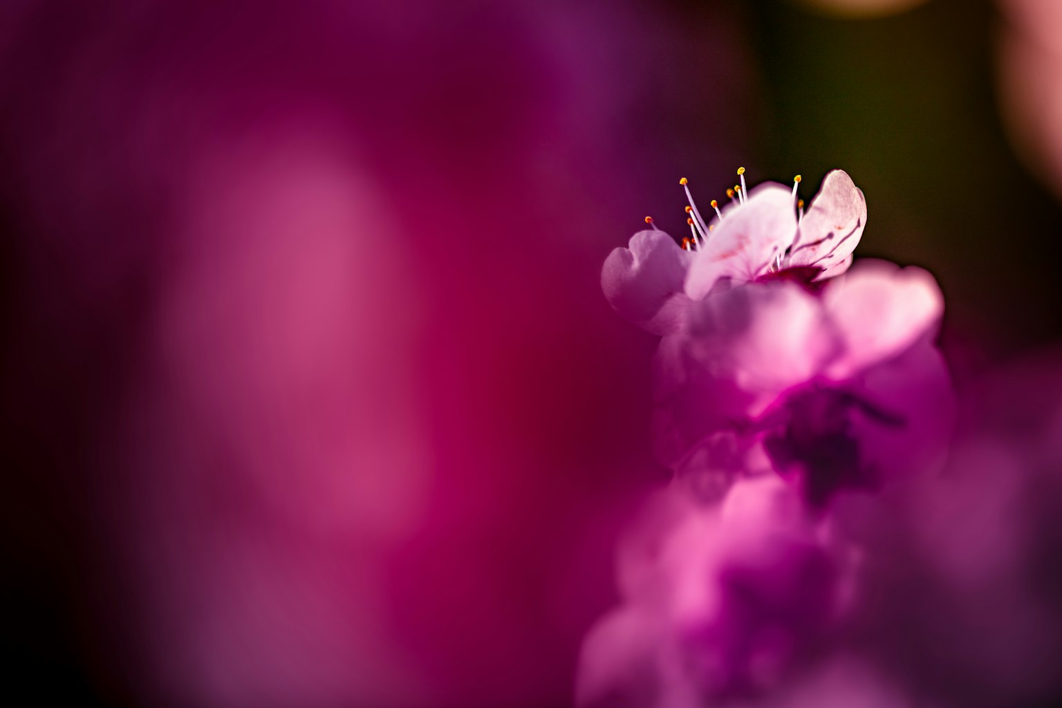 Cận cảnh hoa màu tím rực rỡ với nền mờ mềm mại