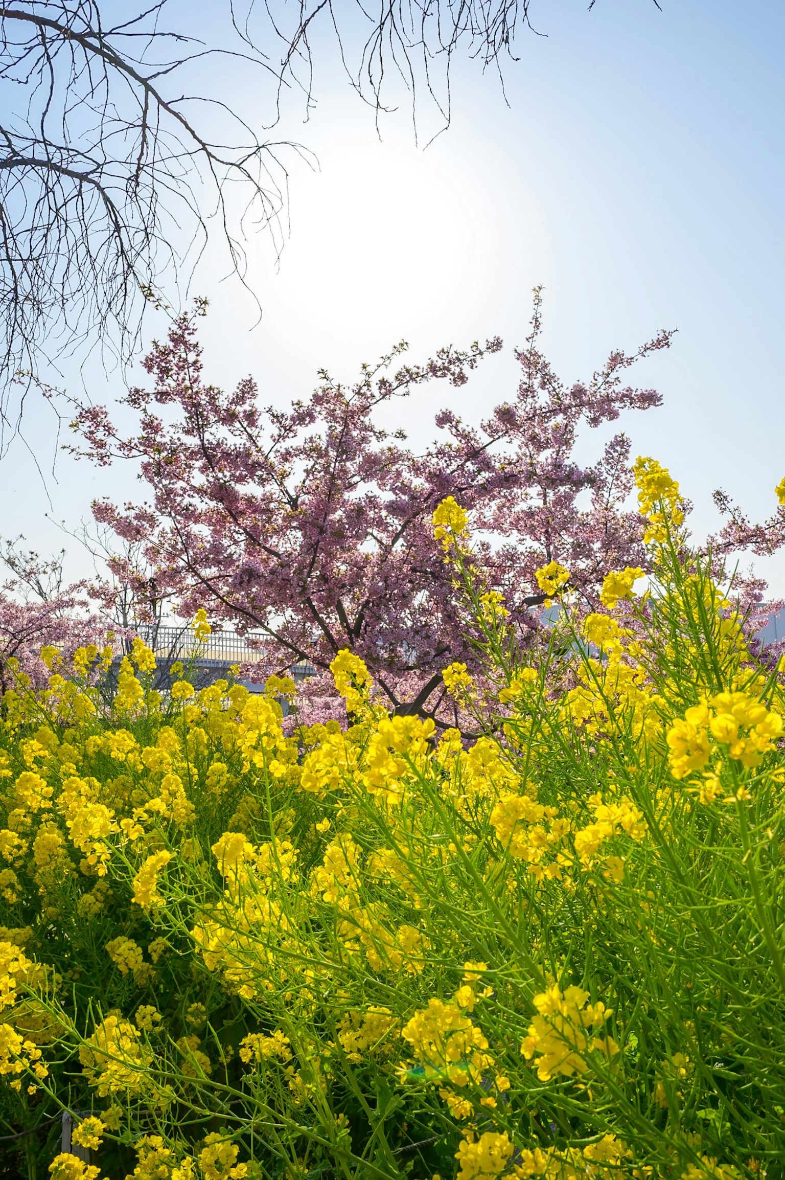 Fiori di colza gialli che sbocciano sotto una luce solare brillante con un ciliegio