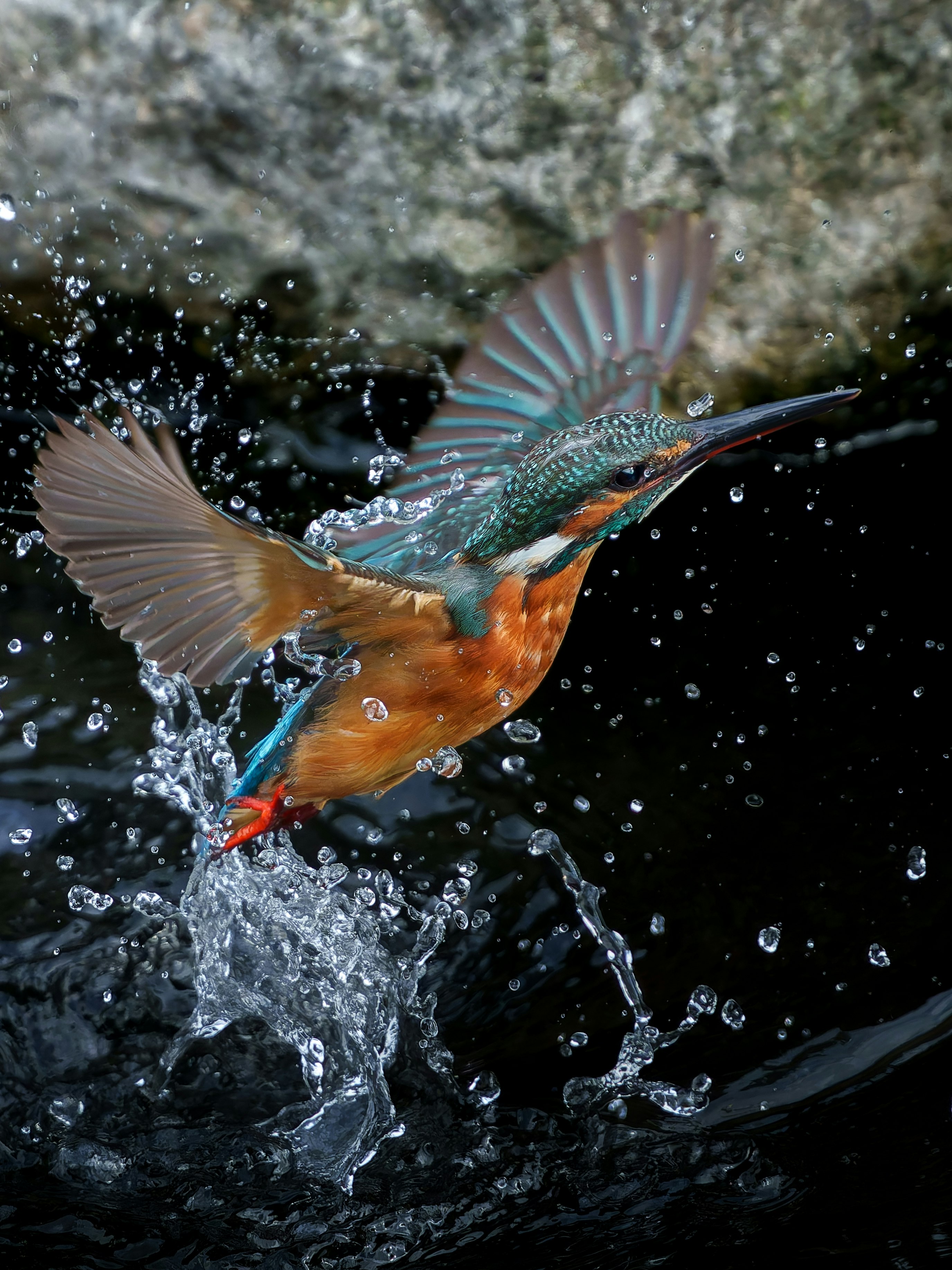 水しぶきを上げて飛び立つカワセミ