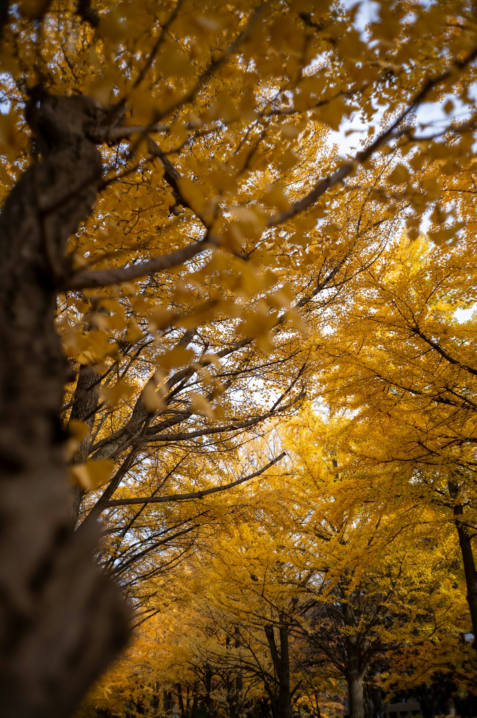Vue pittoresque d'un chemin bordé d'arbres entouré de feuilles jaunes d'automne