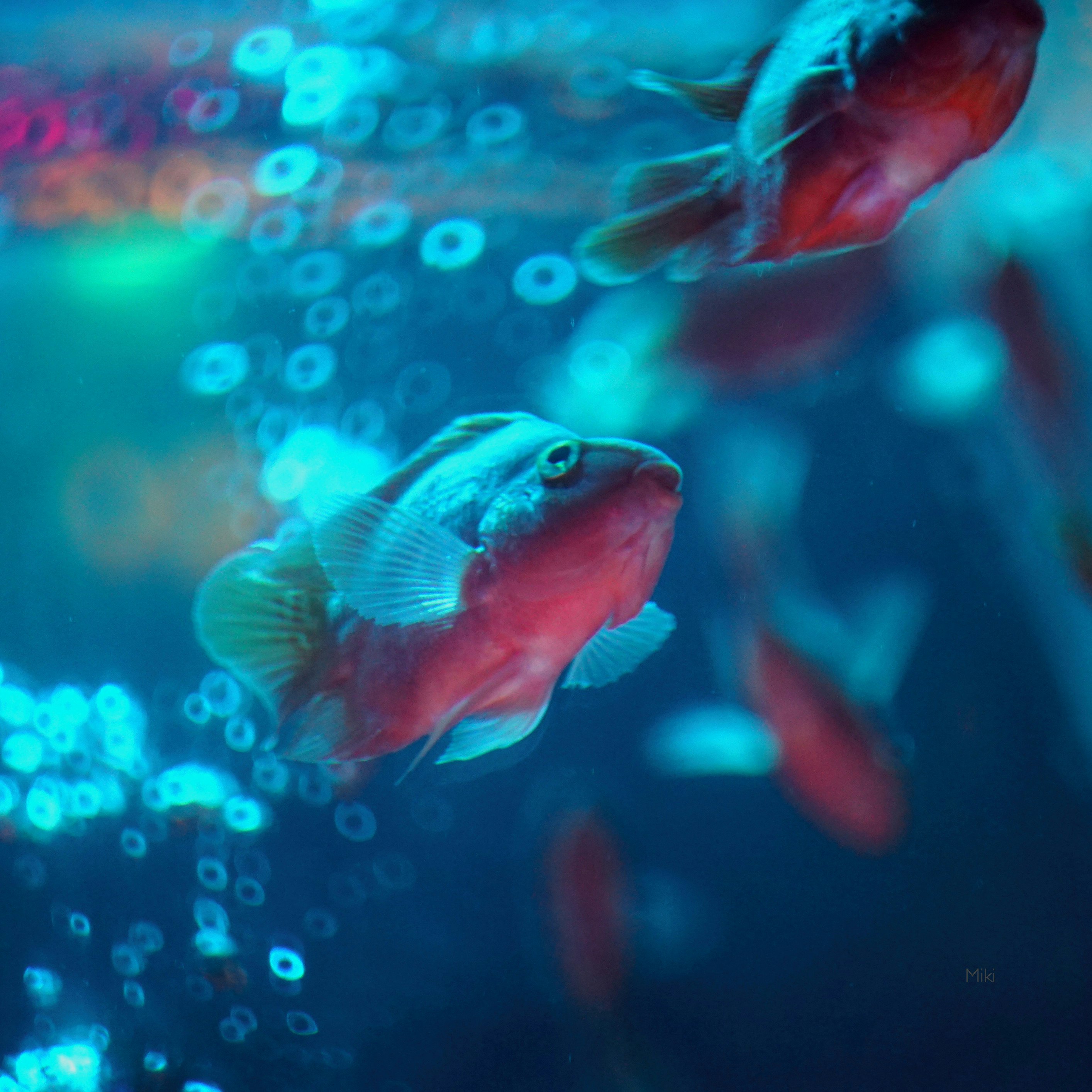 青い水中で泳ぐ魚の群れ