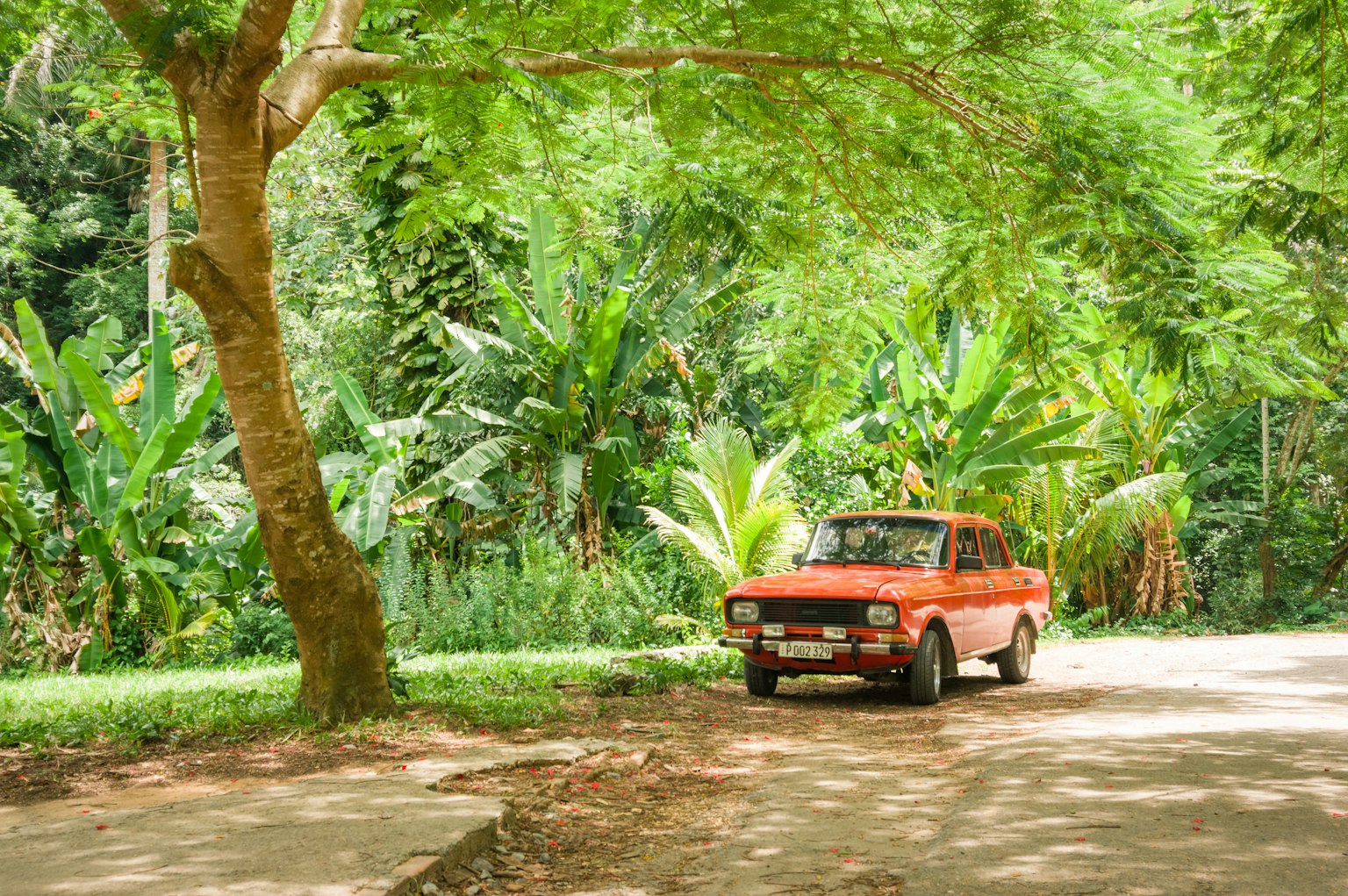 An orange car parked on a dirt road surrounded by lush greenery and trees