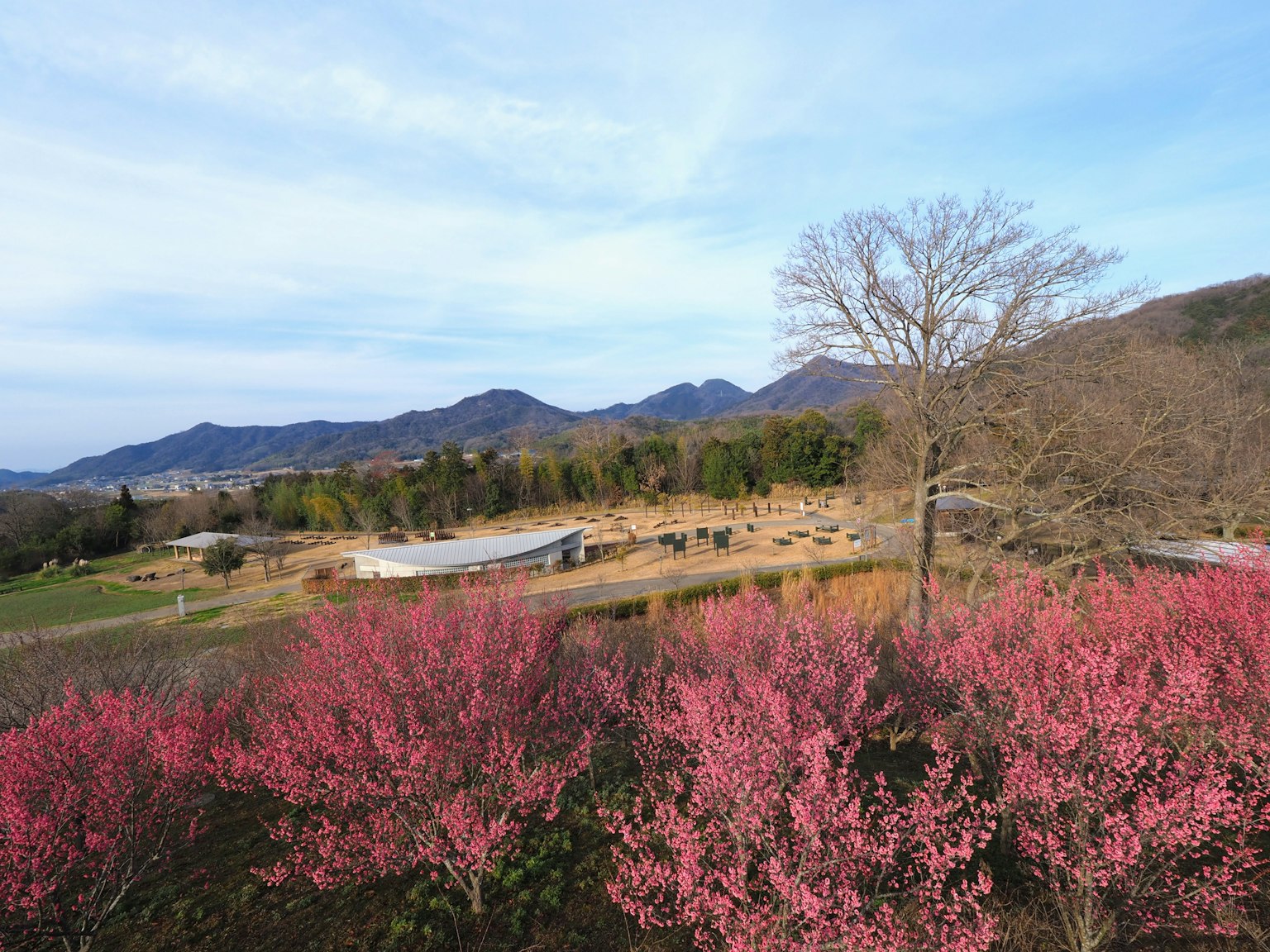 Scenic view of blooming pink trees with mountains in the background