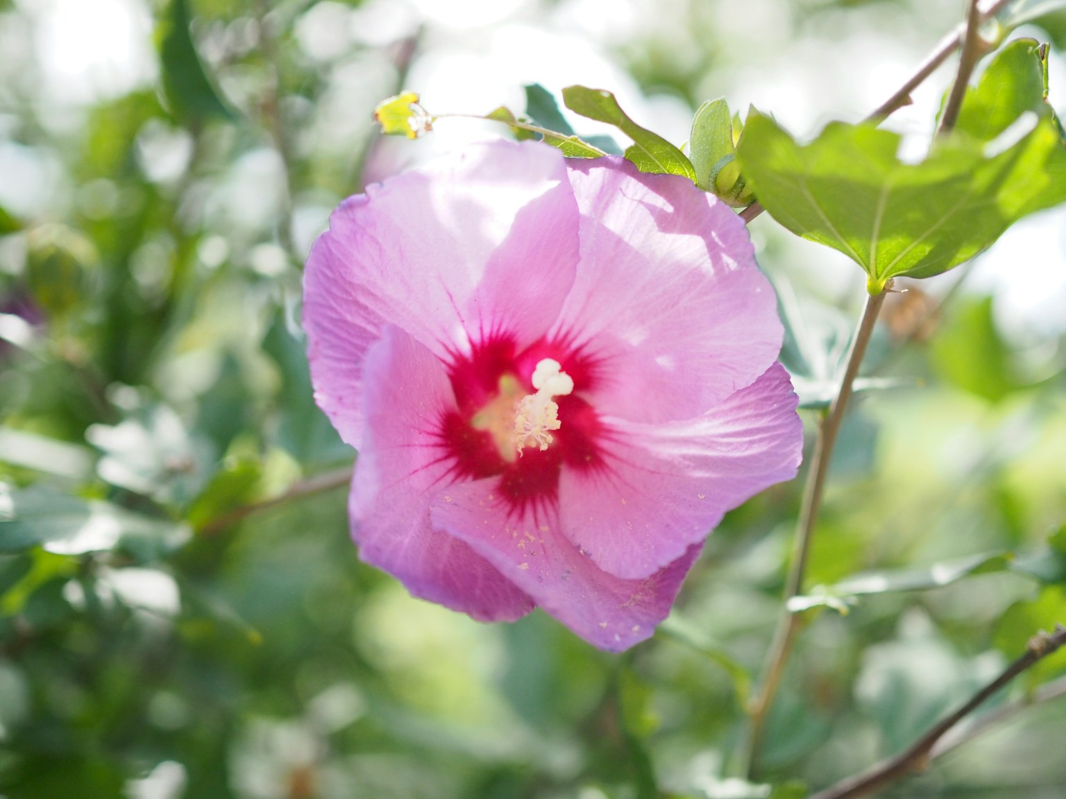 Eine hellviolette Blume blüht zwischen grünen Blättern