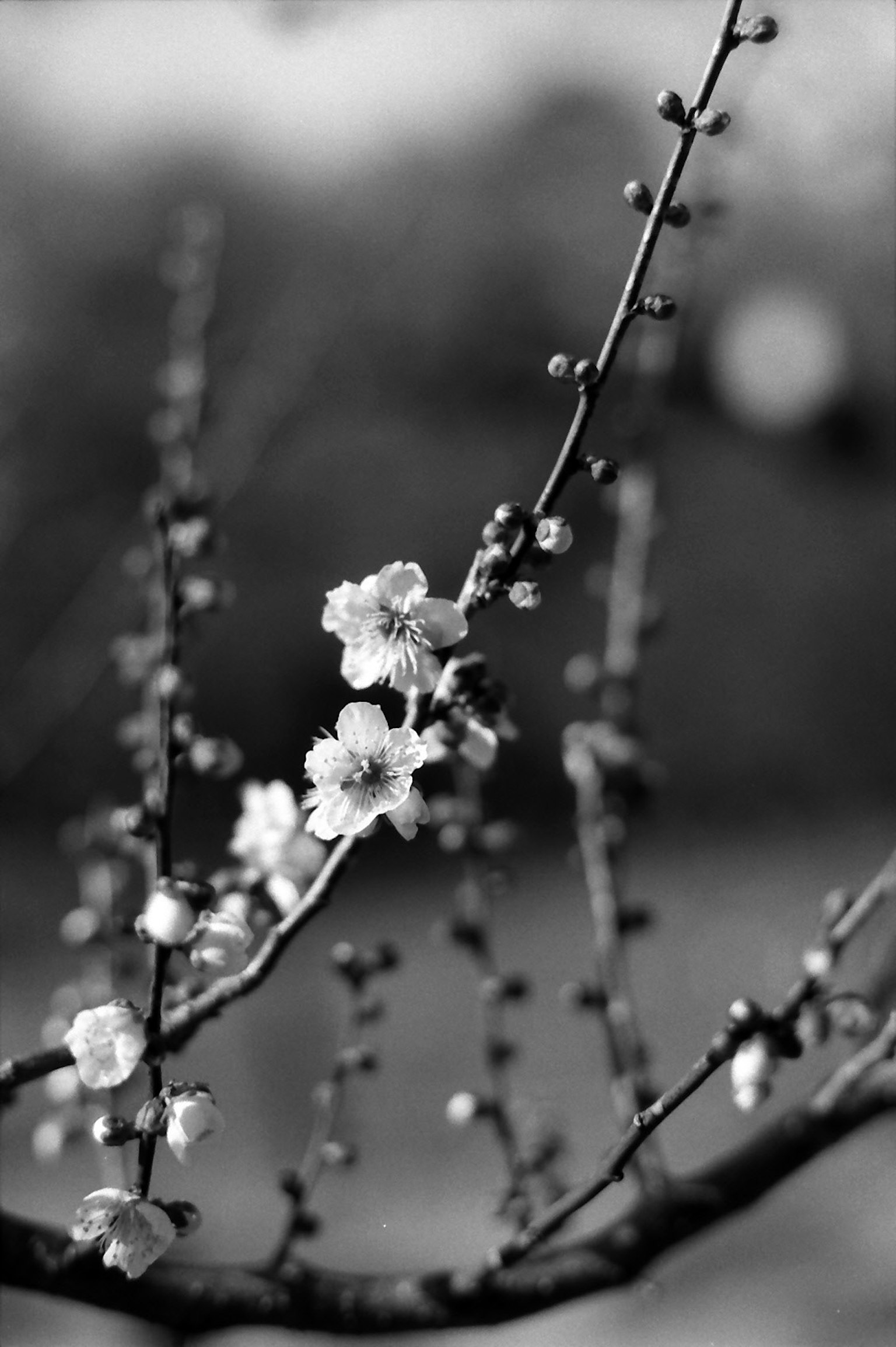 Close-up bunga plum mekar di cabang dalam hitam putih