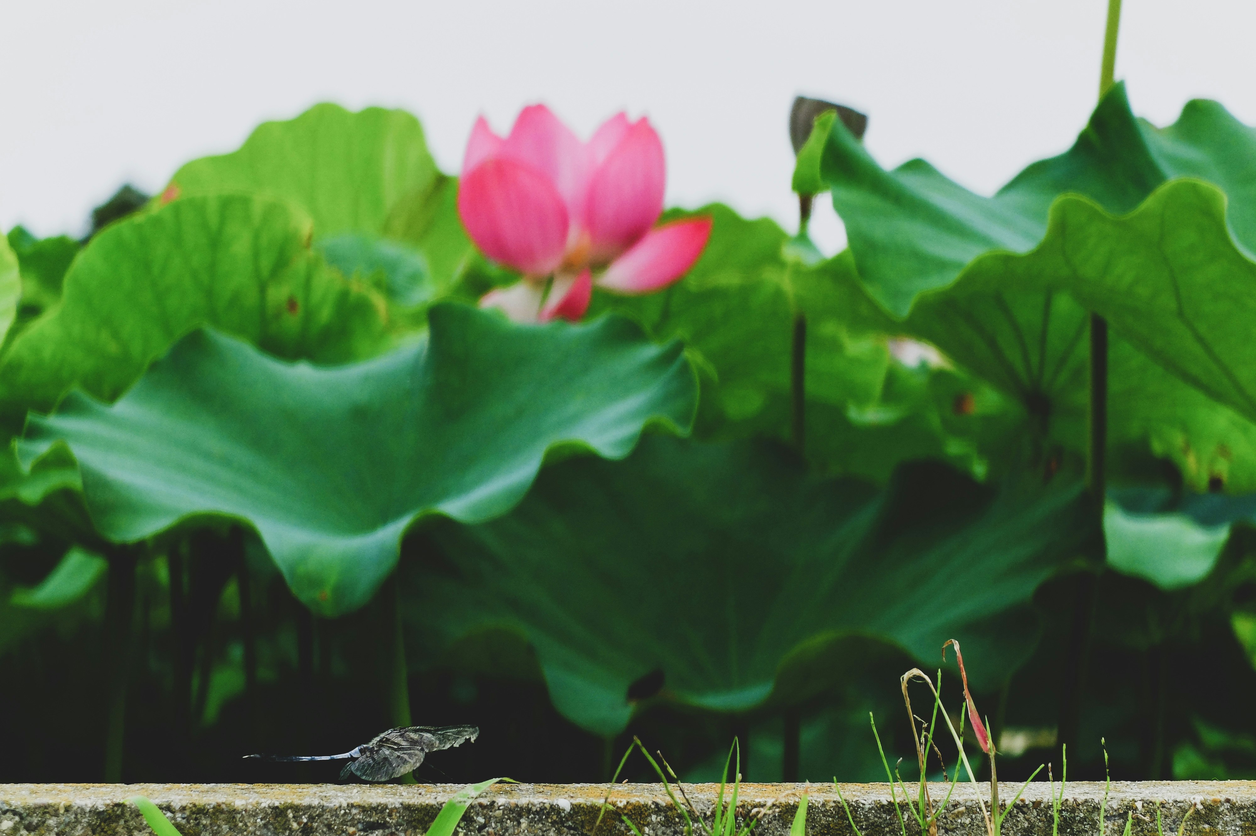 蓮の花が咲く水辺の植物と葉のクローズアップ