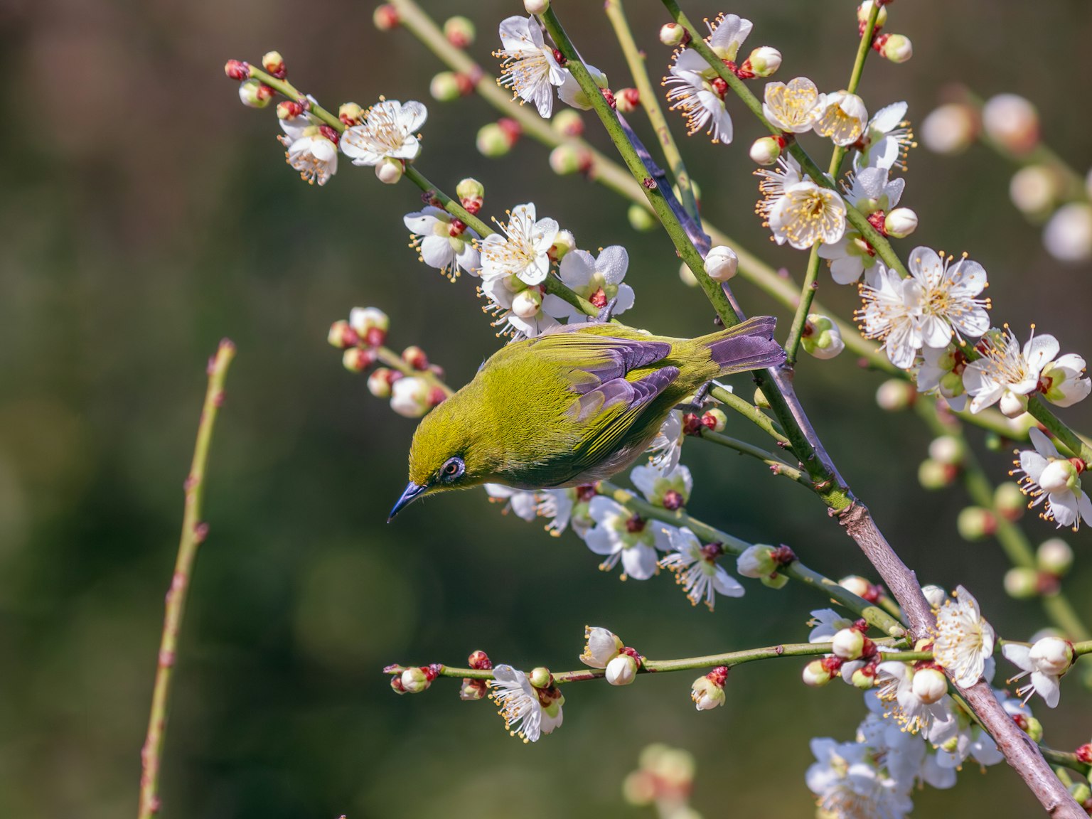 Un pájaro amarillo posado en una rama de flores blancas
