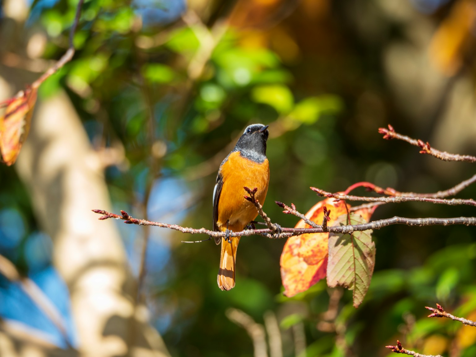 A vibrant orange bird perched on a branch