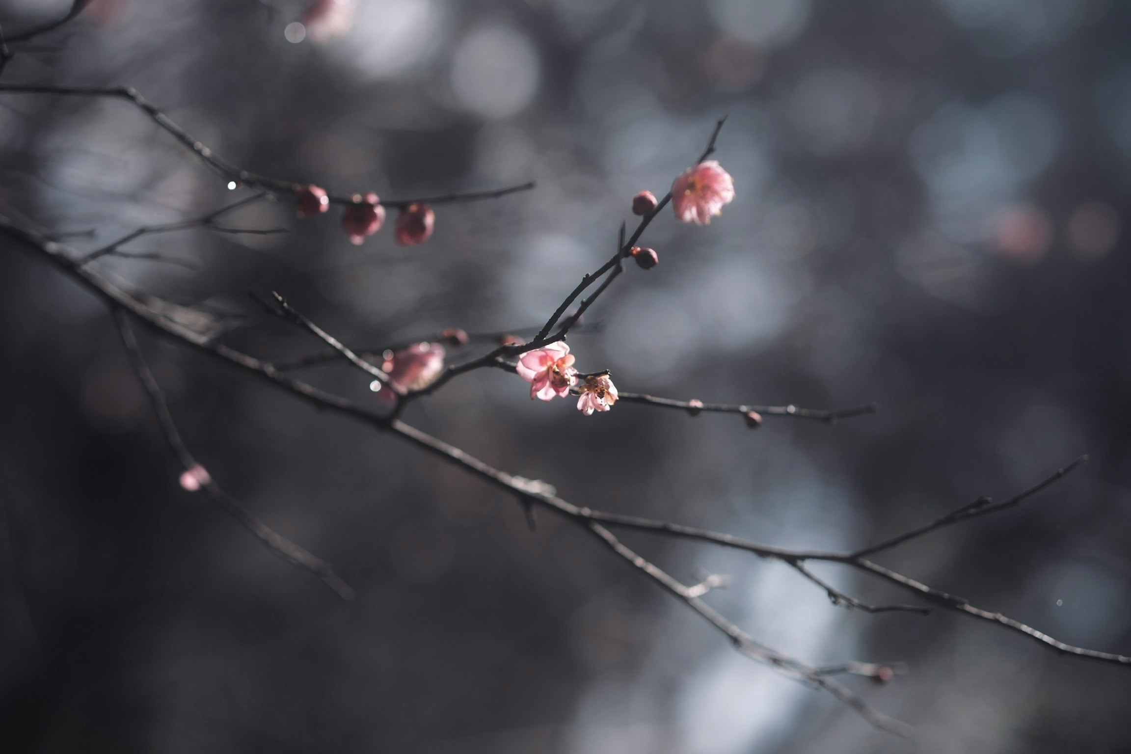 枝に咲く梅の花と淡い背景のぼけ